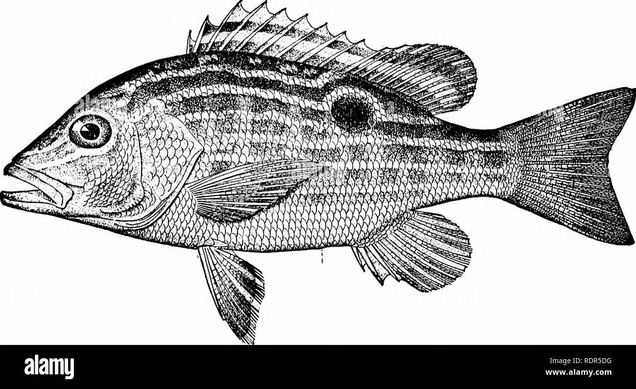 . Fishes. Fishes. Fig. 439.—Hoplopagrtis guntheri Gill. Mazatlan. of Florida and Cuba are the dog snapper or jocii (Lutianus jocu), the schoolmaster or caji (Lutianus apodus), the black-fin snapper or sese de lo alto {Lutianus buccanella), the silk snapper or. Fio. 440.—Lane Snapper or Biajaiba, Lutianus synagris (Linnseus). Key West. pargo de lo alto [LtUianus vivanus), the abundant lane snapper or biajaiba {Lutianus synagris), and the mahogany snapper. Please note that these images are extracted from scanned page images that may have been digitally enhanced for readability - coloration and a Stock Photo