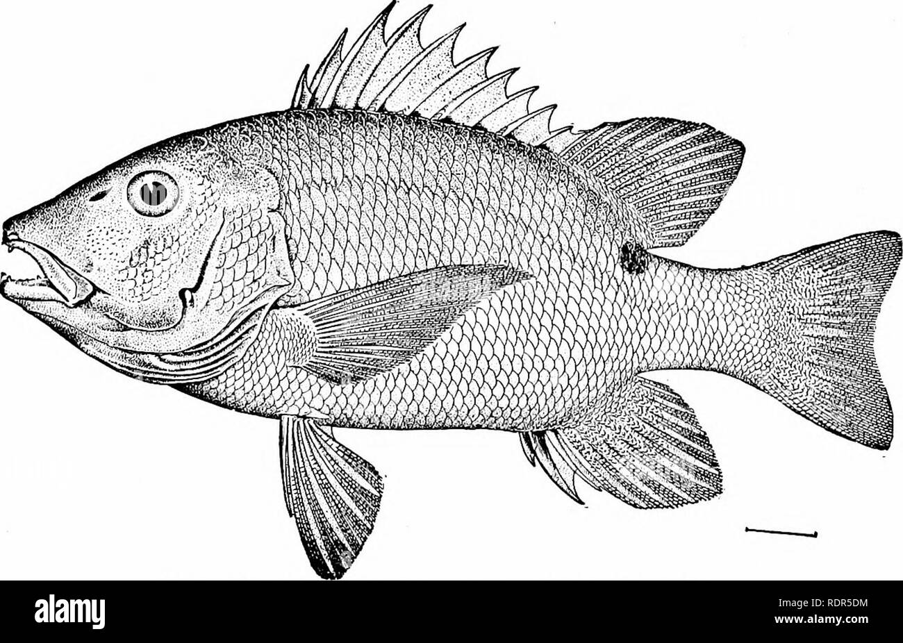 . Fishes. Fishes. 55' The Bass and their Relatives also held under suspicion on Tutuila, though other fishes of this type are regarded as always safe. Other common snappers. Fig. 439.—Hoplopagrtis guntheri Gill. Mazatlan. of Florida and Cuba are the dog snapper or jocii (Lutianus jocu), the schoolmaster or caji (Lutianus apodus), the black-fin snapper or sese de lo alto {Lutianus buccanella), the silk snapper or. Please note that these images are extracted from scanned page images that may have been digitally enhanced for readability - coloration and appearance of these illustrations may not p Stock Photo