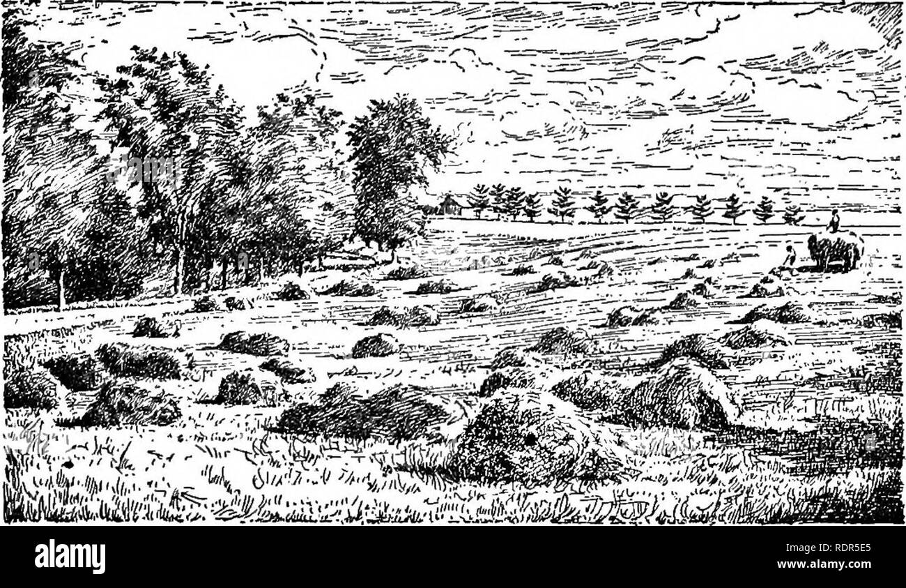 . Cyclopedia of farm crops, a popular survey of crops and crop-making methods in the United States and Canada;. Farm produce; Agriculture. ALFALFA ALFALFA 195 did not prove generally successful. With the improvement in methods of preparation and appli- cation now being made by the United States De- partment of Agriculture, the effectiveness of the artificial cultures promises to equal that of the soil transfer method without its disadvantages. Enemies. Dodder, or love-vine.—(Fig. 276.) This is a para- sitic weed with golden thread-like stems and no. Fig. 278. First cutting of alfalfa in New Je Stock Photo