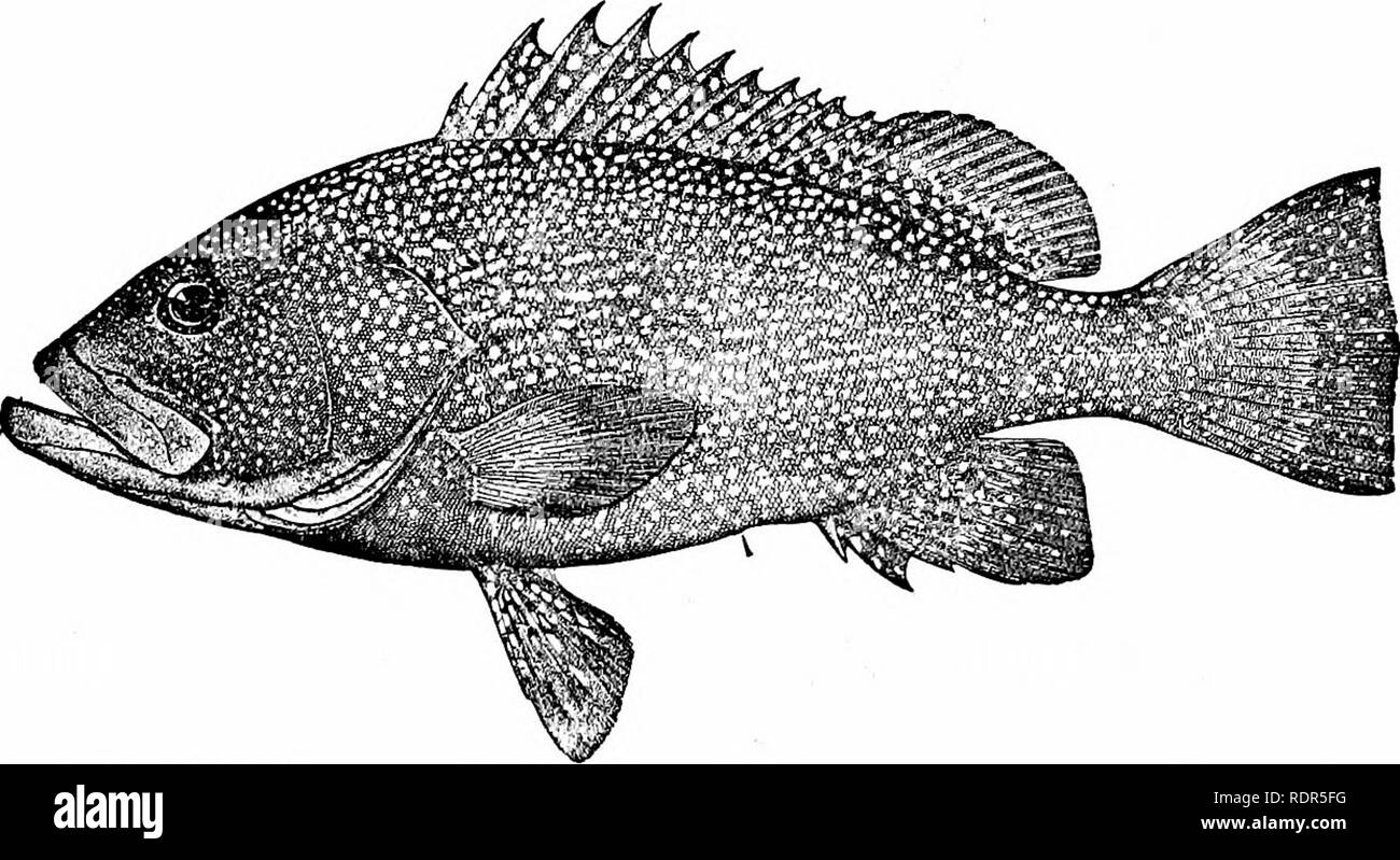 . Fishes. Fishes. The Bass and their Relatives 539 fishes of importance. Epinephelus merra, Epinephelus gilberti, and Epinephelus tauvina are among the more common spe- cies of Polynesia. Epinephelus corallicola, a species profusely. Fig. 427.—John Paw or Speckled Hind, Epinephelus drummond-hayi Goode Pensacola. spotted, abounds in the crevices of coral reefs, while Ceph- olopholis argus and C. leopardus are showy fishes of the deeper channels. Mycteroperca venenosa, the yellow-finned grouper, is a large and handsome fish of the coast of Cuba, the flesh sometimes poisonous; when red in deep wa Stock Photo