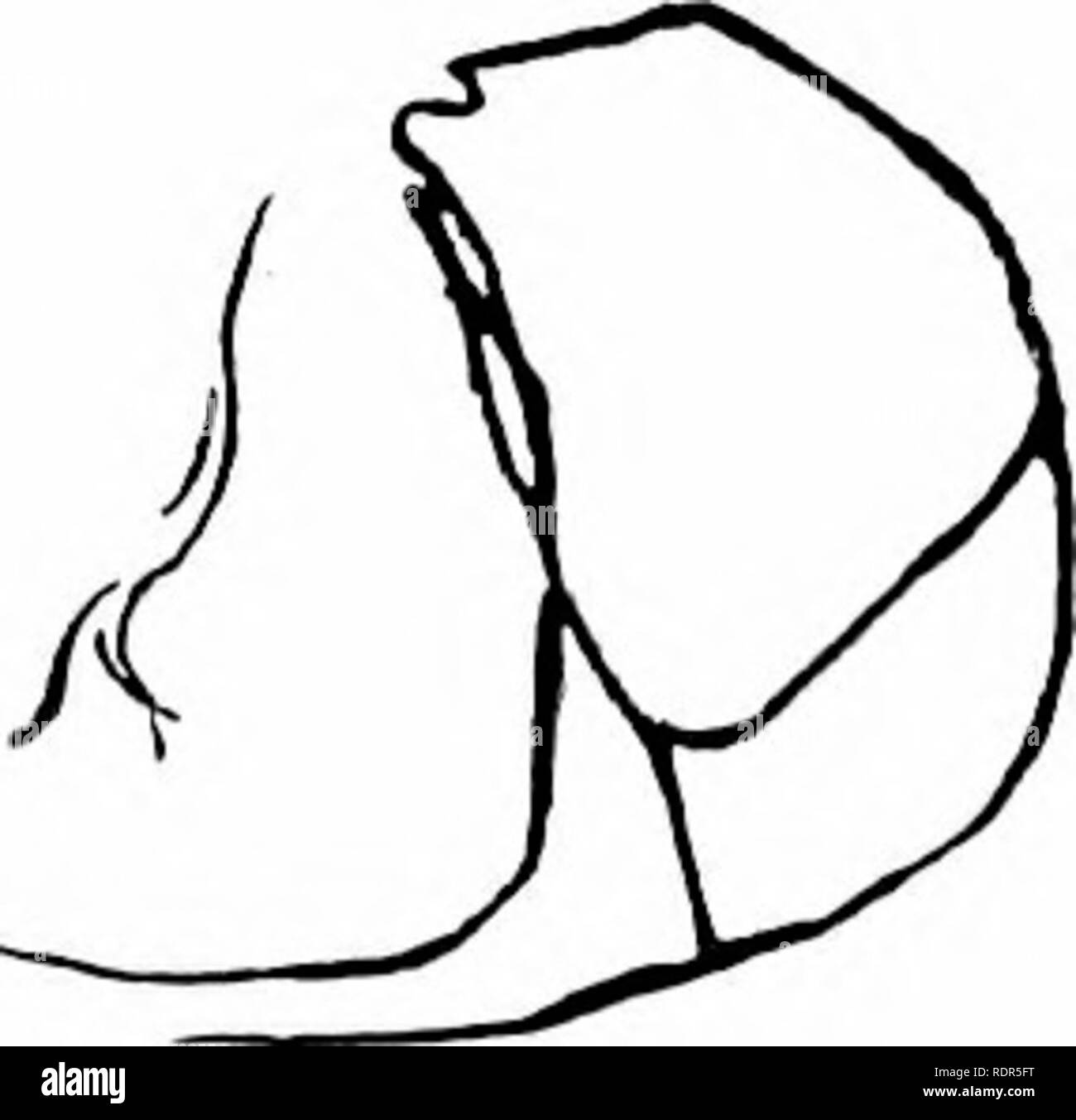 Reversed gill hires stock photography and images Alamy