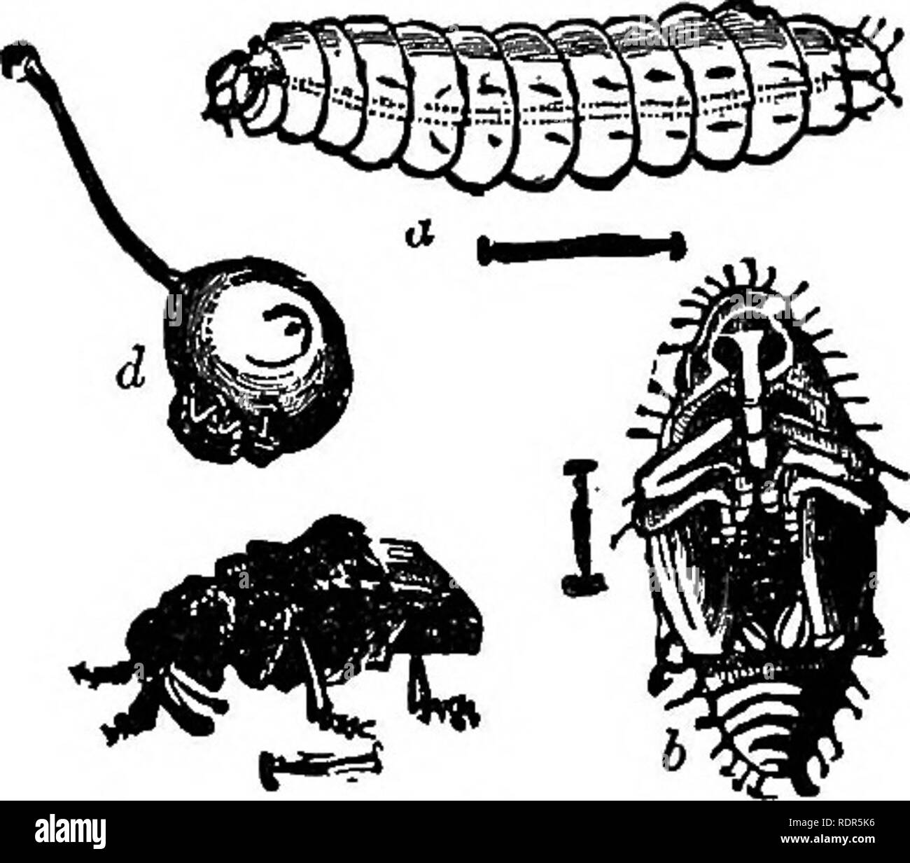 . Successful fruit culture; a practical guide to the cultivation and propagation of fruits. Fruit-culture. INSECT PESTS 339 out, the soil should be put back to protect the collar of the tree from the weather. Peach Aphis {Myzus Persicae)—The aphis or green louse, similar to that attacking the apple, is also troublesome in some seasons, but in others it does little or no harm. When the trees are attacked the leaves curl up and the lice are to be found inside of these curled leaves. Remedy—Spraying with twenty per cent of kero- sene before the buds start in the spring will destroy most of the hi Stock Photo