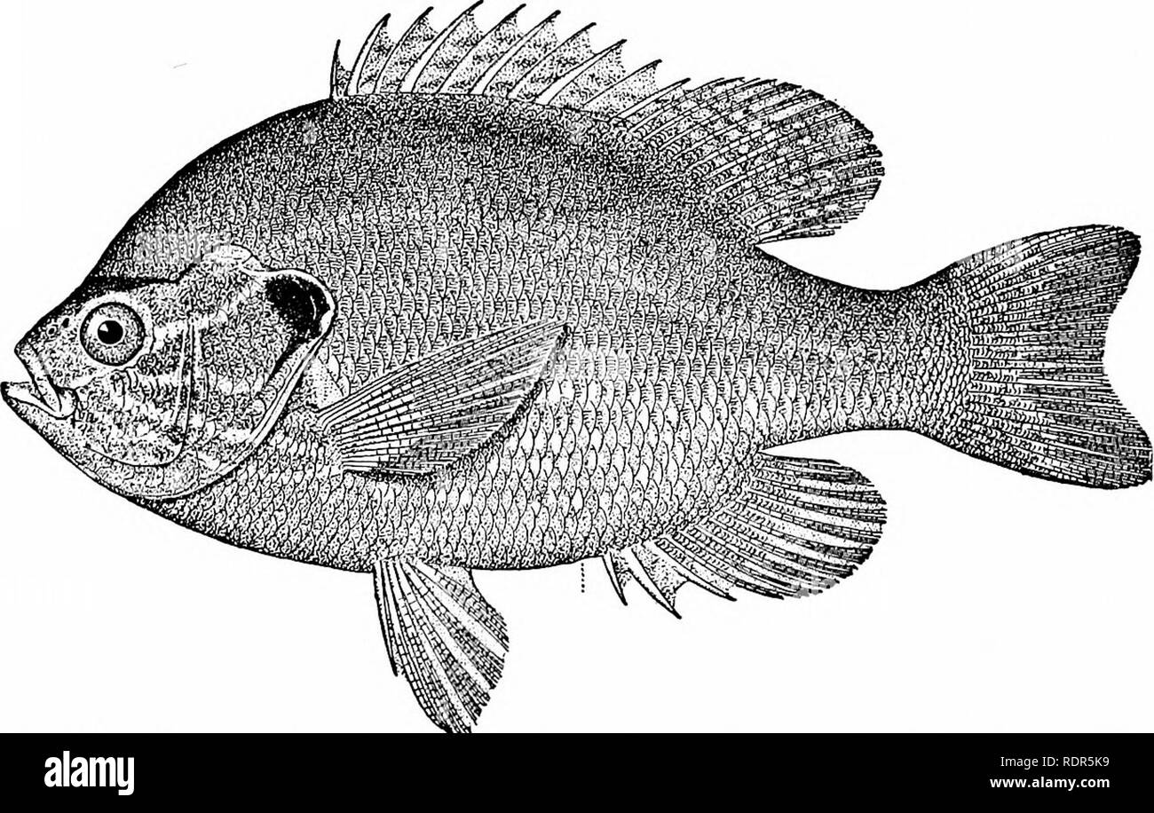 . Fishes. Fishes. 5i6 Percoidea^ or Perch-like Fishes aquarium fish is the black-banded sunfish, Mesogonistius chcsto- don, of the Delaware, as also the nine-spined sunfish, Enneacan- thus gloriosus, of the coast streams southward. Apomotis cyanel- lus, the blue-green sunfish or little redeye, is very widely dis- tributed from Ohio westward, living in every brook. The dis- section of this species is given on page 26. To Leponiis belong numerous species having the opercle prolonged in a long flap which is always black in color, often with a border of scarlet or blue. The yellowbelly of the Sout Stock Photo