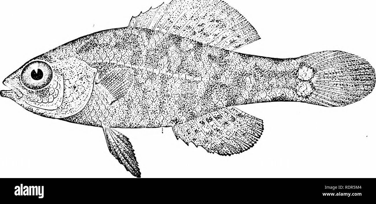 . Fishes. Fishes. Fig. 397.—Pirate Perch, Apltredoderus sayanus (Gilliams). Illinois River. as in ordinary fishes. With age it moves forward by the pro- longation of the horizontal part of the intestine or rectum' The same peculiar position of the vent is found in the berycoid genus Paratrachichthys. In the family Aphredoderidcs but one species is known, Aphredoderus sayanus, the pirate-perch. It reaches a length. Fig, 398.—Everglade Pigmy Perch, Elassoma evergladei Jordan. Everglades of Florida of five inches and lives in sluggish lowland streams with muddy bottom from New Jersey and Minnesot Stock Photo