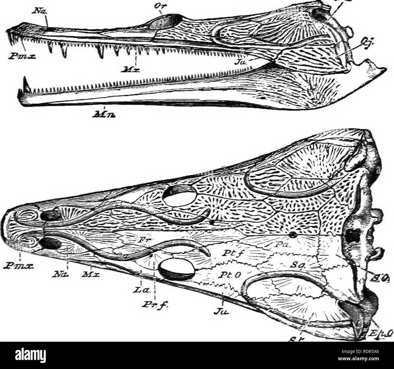 Text Book Of Vertebrate Zoology Vertebrates Anatomy Comparative