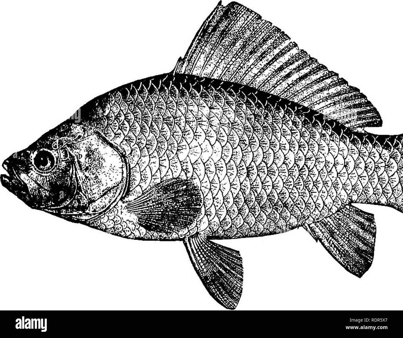 American fishes; a popular treatise upon the game and food fishes of North  America, with especial reference to habits and methods of capture. Fishes.  CARP, DA CE AND MINNO W. 417