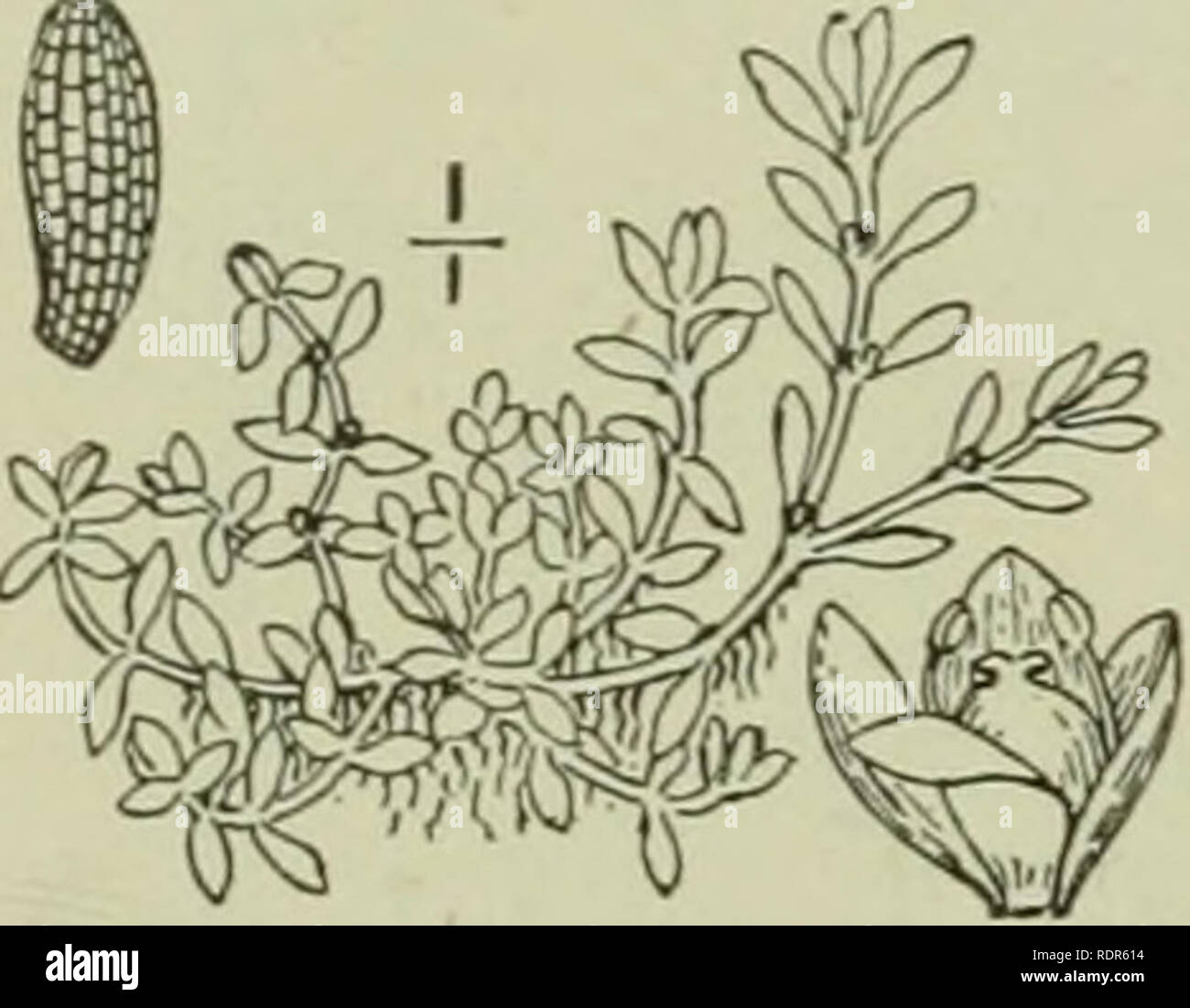 . An illustrated flora of the northern United States, Canada and the British possessions : from Newfoundland to the parallel of the southern boundary of Virginia and from the Atlantic Ocean westward to the 102nd meridian. Botany. 538 ELATINACEAE. Vol. II. hypogynous. Stamens the same number or twice as many. Ovary 2-5-celled; styles 2-5, stigmatic at the apex: ovules x, anatropous. Capsule with septicidal dehiscence. Placentae central. Seed-coat crustaceous, rugose or ribbed. About 30 species, of wide geographic distribution. Flowers 2-4-merous : glabrous aquatic or creeping herbs. i. Elatine. Stock Photo