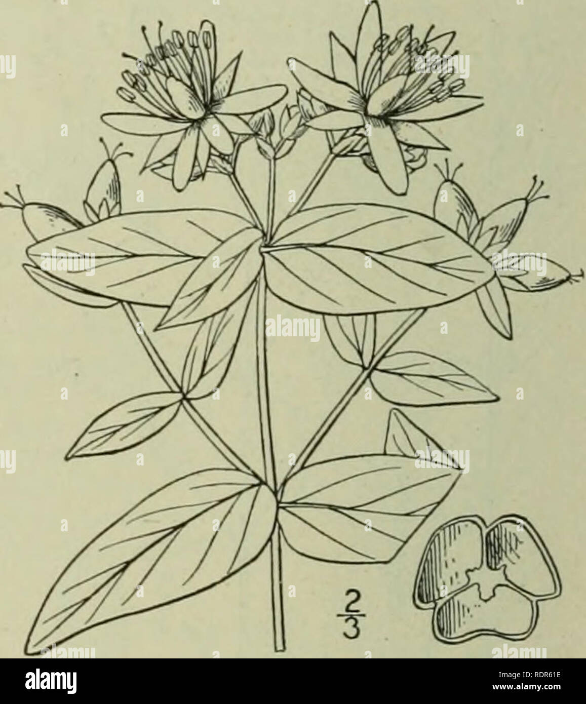 . An illustrated flora of the northern United States, Canada and the British possessions : from Newfoundland to the parallel of the southern boundary of Virginia and from the Atlantic Ocean westward to the 102nd meridian. Botany. HYPERICACEAE. 14. Hypericum pseudomaculatum Bush. Large Spotted St. John's-wort. Fig. 2894. Hypciiciiin pseujoimiciilattim Bush : Britton. Man. 627. 1901. Similar to the preceding species, but tlie leaves, at least the upper ones, acute, ovate to oblong-lanceolate; flowers larger; sepals lanceolate to ovate-lanceolate, acuminate; petals pale yellow, three to five time Stock Photo