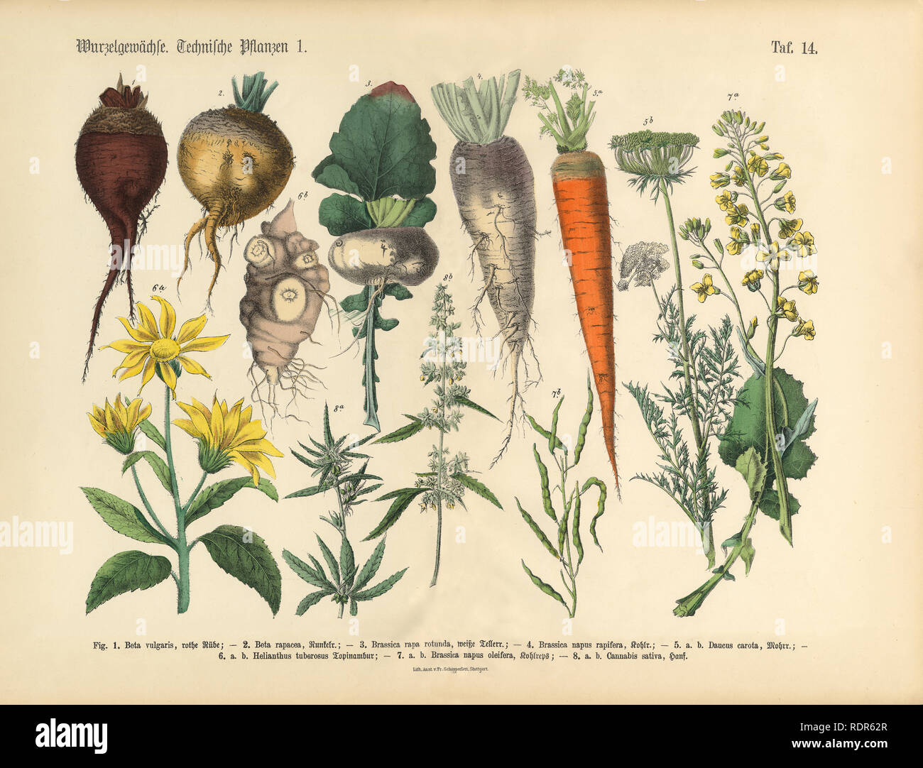 Root Crops and Vegetables, Victorian Botanical Illustration Stock Photo