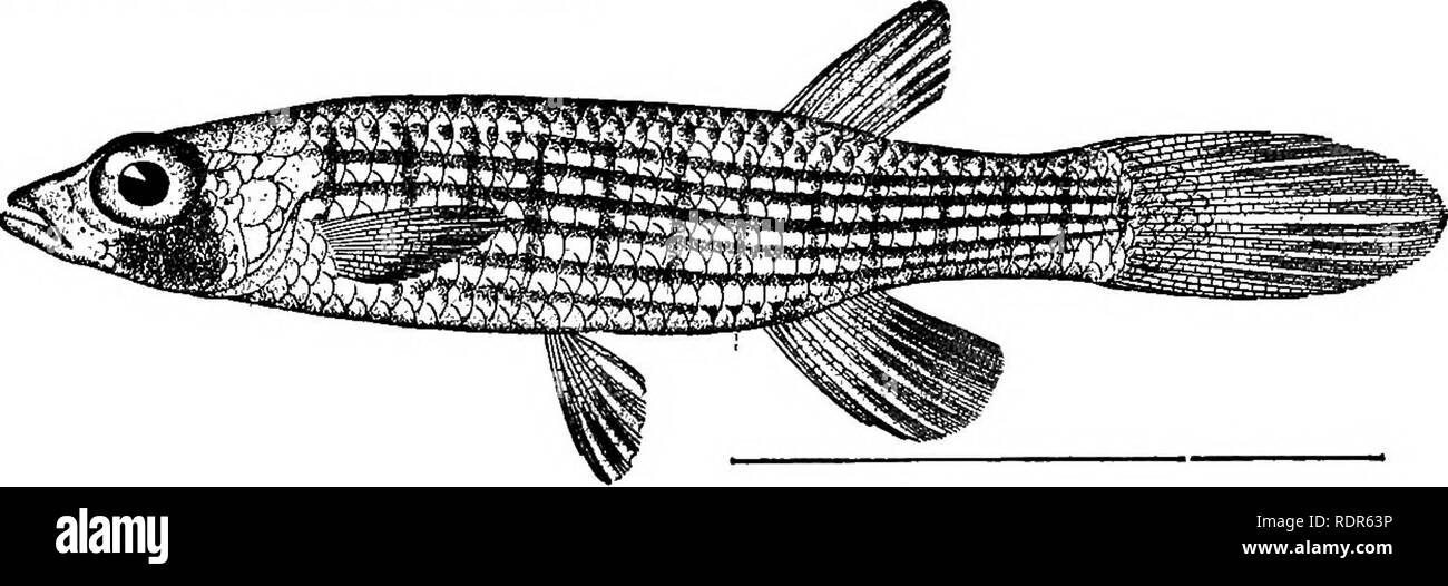 . The fishes of North Carolina . Fishes. 150 FISHES OP NOETH CAROLINA. So far as known, this little killi-fish is peculiar.to Cape Fear and Yadkin basins. It is common in small brooks, but is scarce in the larger streams. Its usual length is 2.5 inches. 127. FUNDULUS NOTTII (Agassiz). Star-headed Minnow. Zygonecies nottii Agassiz, American Journal of Science and Arts, 1854, 353; Mobile, Ala. Fwndulus nottii, Jordan &amp; Evennann, 1896, 657, pi. cviii, fig. 288. Diagnosis.—^Body comparatively long, compressedposteriorly, the depth contained 4.5 in length; head rather more than .25 length; eye  Stock Photo