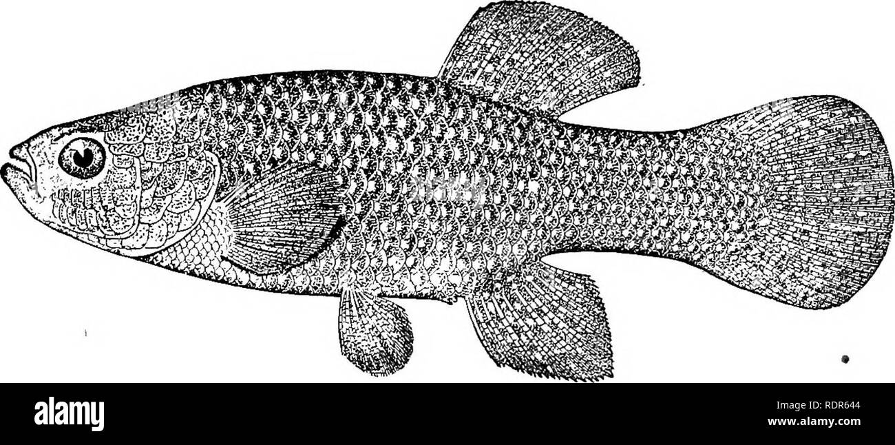 . The fishes of North Carolina . Fishes. Fig. 51 May-fish. Fundidus majcdis. Female. 124. FUNDULUS HETEROOLITUS (Linnaeus). &quot;Minnow&quot;; Mud-fish; Mummicliog. Cobitis heteroclita Linnaeus, Systema Naturae, ed. xii, 500,1766; Charleston, South Carolina. Fwndulus piaculentua. Yarrow, 1877, 214; Beaufort Harbor, Fundulue heteroditus, Jordan &amp; Gilbert, 1879, 384; Beaufort Harbor. Jenkins, 1887, 86; Beaufort. Jordan &amp; Evermann, 1896, 640, pi. cii, fig. 273. Linton, 1905, 356; Beaufort.. Fig. 52. Mud-fish. Fundidus heteroditus. Male. Diagnosis.—^Body rather short and deep, but Uttle c Stock Photo