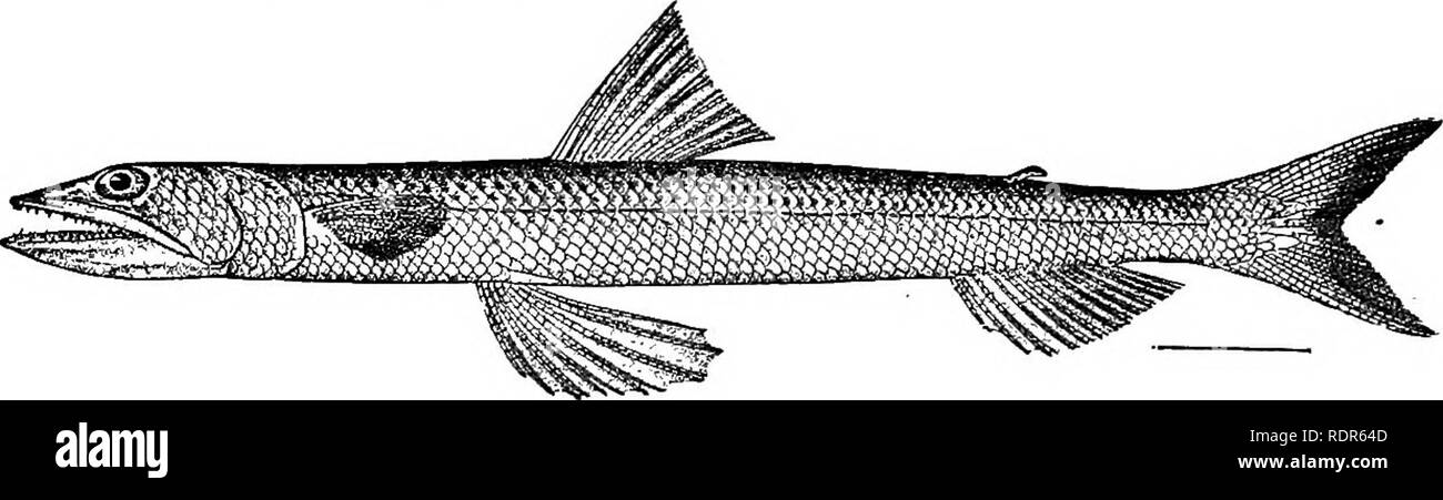 . The fishes of North Carolina . Fishes. SYSTEMATIC CATALOGUE OF FISHES. 139 coasts of America, but only one ranging as far north as this state. {Synodus, an ancient Greek name for some fish, meaning &quot;teeth meeting&quot;.) 117. SYNODUS FCETENS (Linnseus). &quot;Pike&quot;; &quot;Sand Pike&quot;; Lizard-fish'. Salmo faetena Linnseus, Systema Naturae, ed. xii, 513, 1766; South Carolina. Synodua fastens, Jordan &amp; Gilbert, 1879. 384; Beaufort Harbor. Jenkins, 1887, 86; Beaufort. Linton, 1905, 353; Beaufort. Diagnosis (based on specimen 12.5 inches long taken at Beaufort, November 1, 1904) Stock Photo