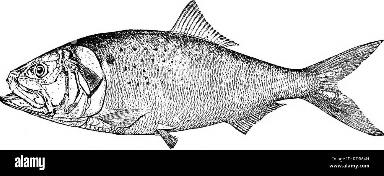 . The fishes of North Carolina . Fishes. SYSTEMATIC CATALOGUE OP PISHES. 131 of all ocean fishes. Its range extends from Maine and Nova Scotia to Florida, and thence through the West Indies to Brazil. The schools begin to arrive on our coast from the sea in spring and continue to appear throughout the summer, departing in fall, although in the extreme south there may be some fish present throughout the year. On the North Carolina coast large or small schools may be found from February to December, but the movements are irregular and not understood by the fishermen. The full-sized menhaden is 1 Stock Photo