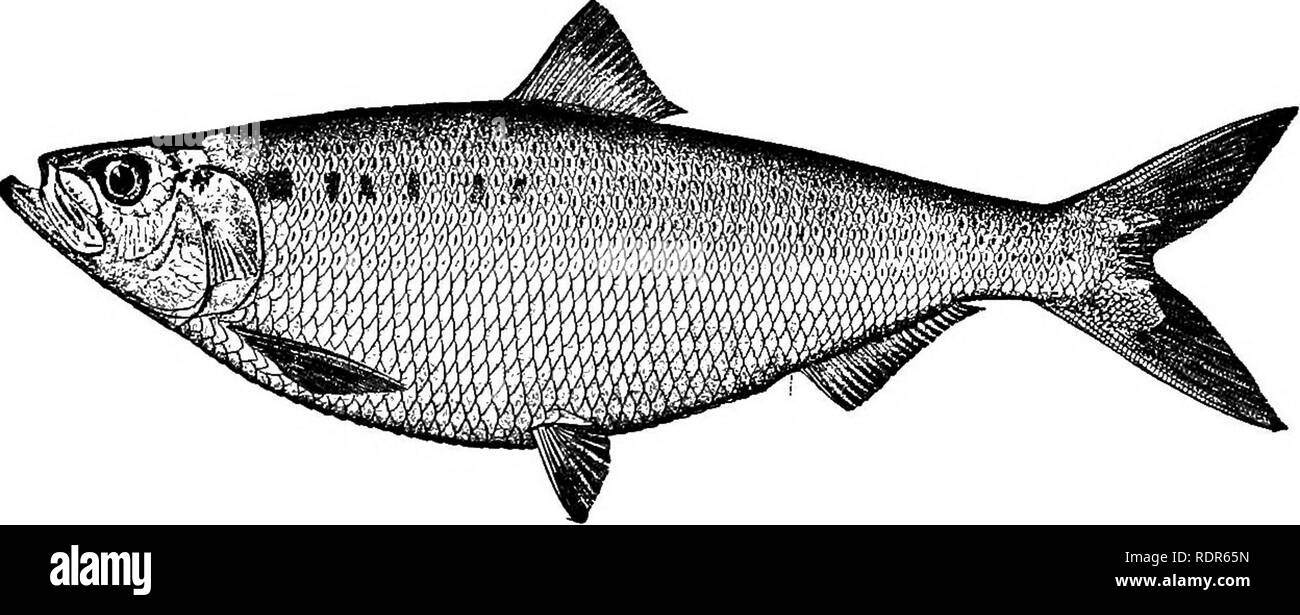 . The fishes of North Carolina . Fishes. SYSTEMATIC CATALOGUE OF FISHES. 121 gill-rakers long and numerous, teeth weak, cheeks longer than deep, an adipose eyelid, dorsal fin short and placed midway between tail and snout, scales cycloid, deciduous. Three of the four American species are found in North Carolina and may be distinguished as follows: i. Membrane lining abdominal cavity pale. a. Head long (.25 total length); size large mediocris. aa. Head shorter (a little over .2 total length); size small pseudoharengu^. a. Membrane lining abdominal cavity black cestivalis. {Pomolobus, lobed oper Stock Photo