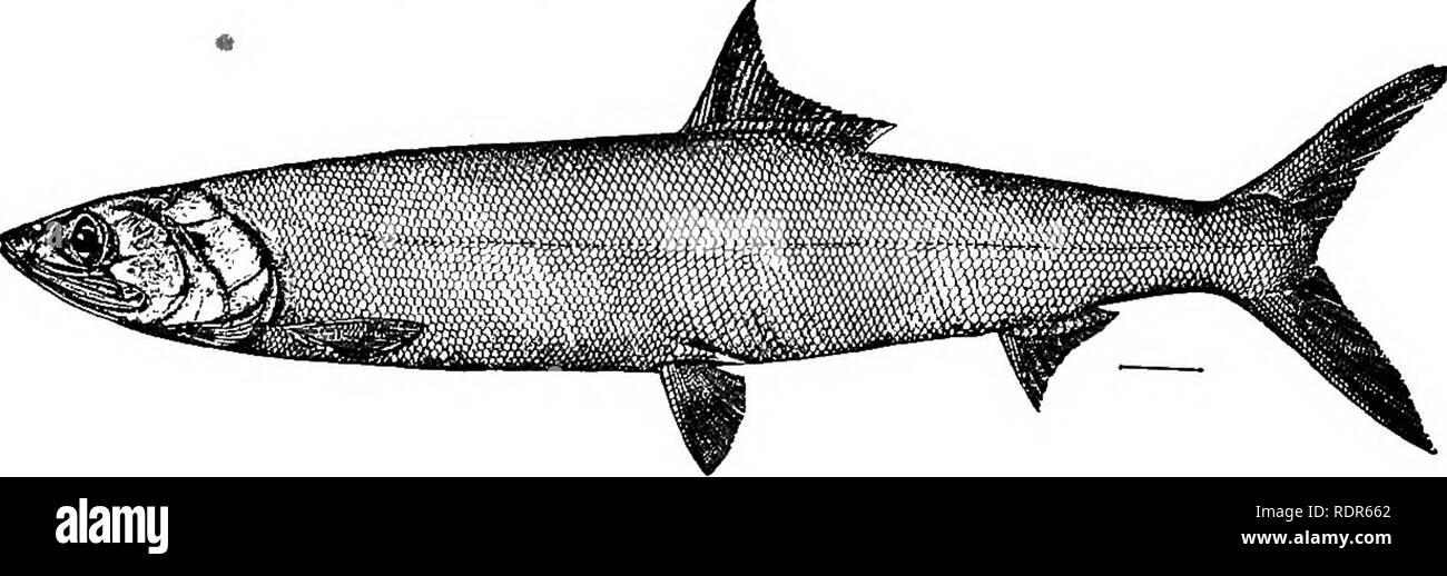 . The fishes of North Carolina . Fishes. 11'6 FISHES OF NORTH CAROLINA. 102. ELOPS SAURUS Linnaeus. &quot;Sea Pike&quot;; &quot;Horse Mackerel&quot;; Big-eyed Herring; Ten-pounder. Elops saurus Linnaeus, Systema Naturse, ed. x, 518,1766; Carolina. Yarrow, 1877, 215; Beaufort. Jordan &amp; Gilbert, 1879, 384; Beaufort. Jordan &amp; Evermann, 1896, 410, pi. Ixvii, fig. 178. Linton, 1905, 352; Beaufort. Diagnosis.—Form long, rather slender, cylindrical, the depth .16 to .20 total length; head conical, flattened above, its length contained 4.16 to 4.20 times in total length; upper jaw broad, maxil Stock Photo