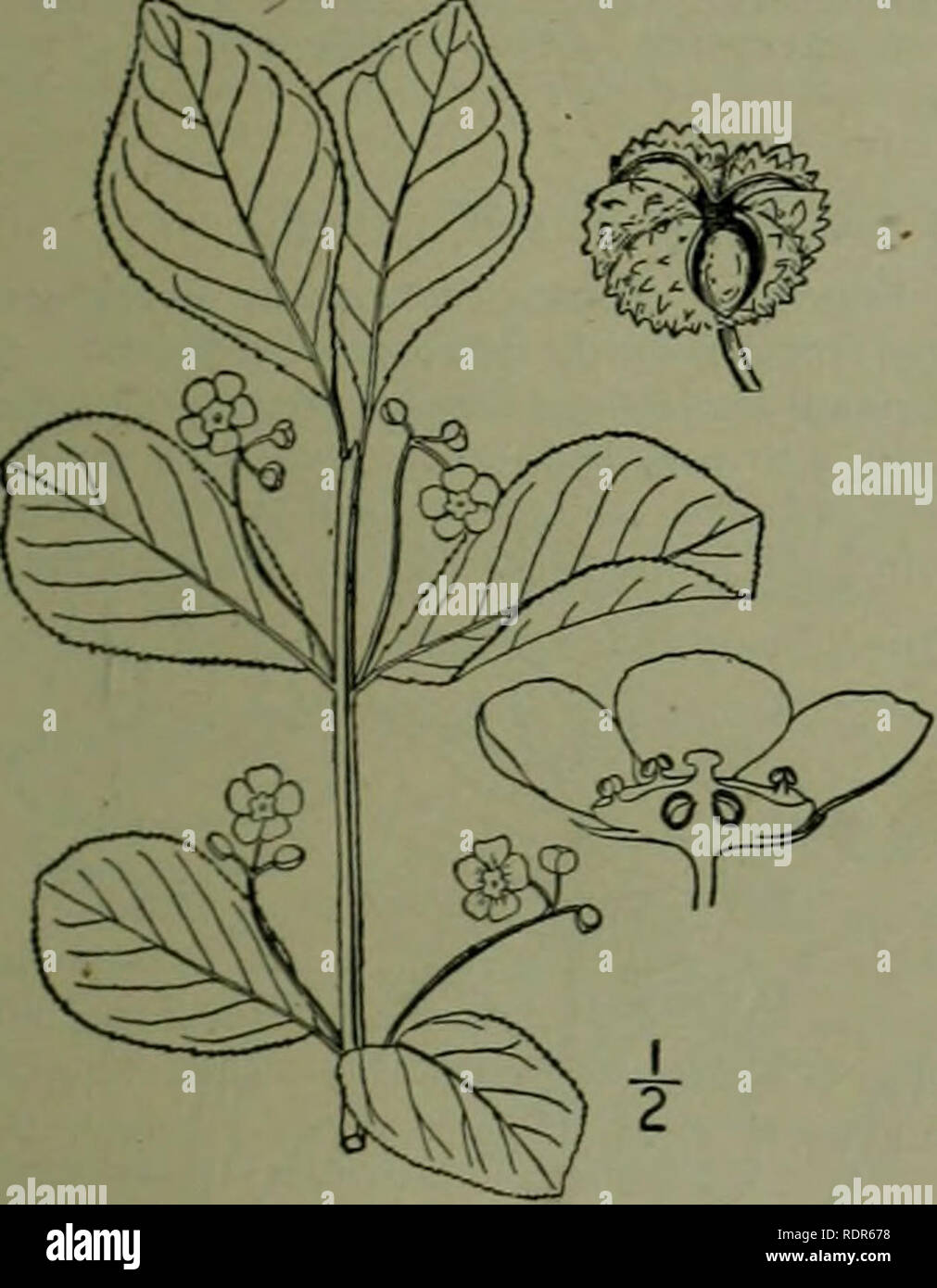 . An illustrated flora of the northern United States, Canada and the British possessions : from Newfoundland to the parallel of the southern boundary of Virginia and from the Atlantic Ocean westward to the 102nd meridian. Botany. 2. Euonymus obovatus Xutt. Running Strawberry Bush. Fig. 2798.. T. &amp; G.: A. A low decumbent shrub, seldom rising over a foot from the ground, branching, rooting from the prostrate twigs. Branches 4-angIed or slightly winged; leaves obovate or elliptic-obovate, rather thin, mostly acute or cuneate at the base, obtuse at the apex, finely crenulate-serrulate, i'-2' l Stock Photo