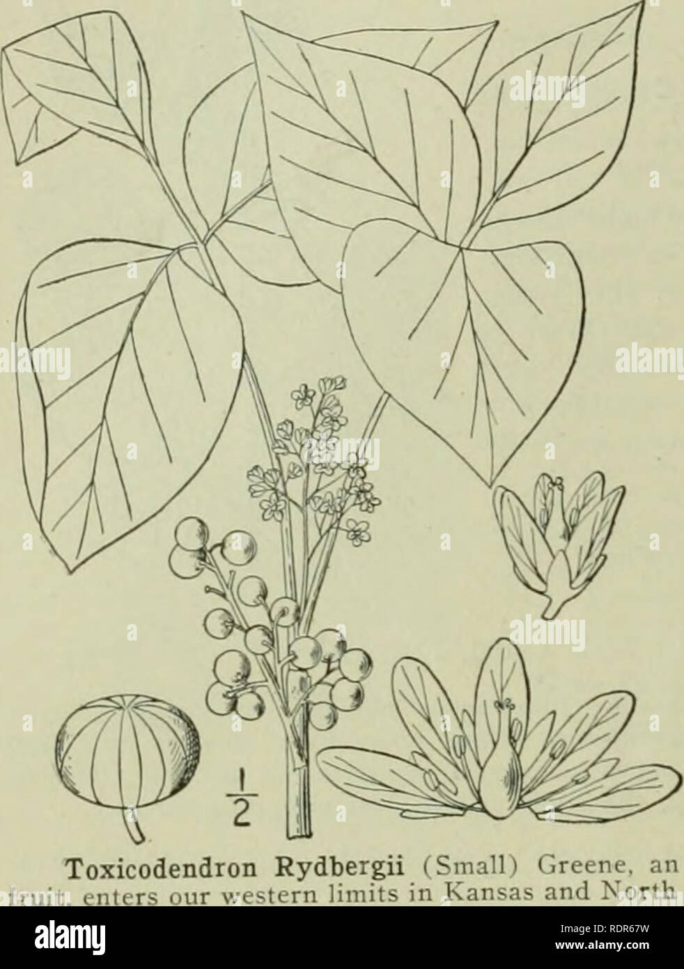 . An illustrated flora of the northern United States, Canada and the British possessions : from Newfoundland to the parallel of the southern boundary of Virginia and from the Atlantic Ocean westward to the 102nd meridian. Botany. 4S4 ANACARDIACEAE. 2. Toxicodendron radicans (L.) Kuntze. Poison, Climbiiic Ivy. Poison Oak. Climath. Fig. 2782. Three-leaved. Rhus radicans L. Sp. PI. 266. 1753- Rhus Toxicodendron of American authors, in part, not L. Toxicodendron vulgarc Mill. Gard. Diet. Ed. Jd. Nc icl. 689. ^ Rhus microcarpa Ste T. radicans Kuntze, Rev. Gen. 153. 1891. A woody vine, climbing by n Stock Photo