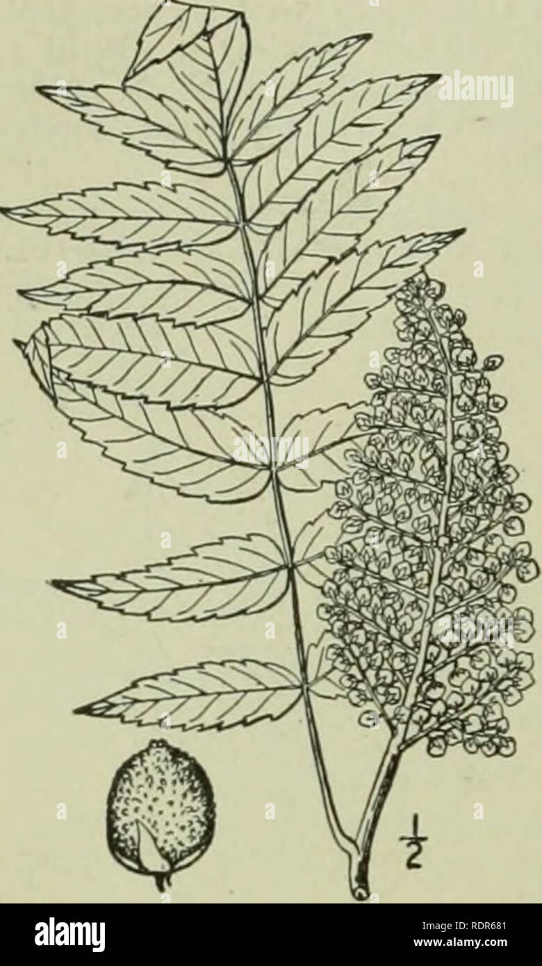 . An illustrated flora of the northern United States, Canada and the British possessions : from Newfoundland to the parallel of the southern boundary of Virginia and from the Atlantic Ocean westward to the 102nd meridian. Botany. ANACARDIACEAE. Vol. U ; glabra L. Smooth Upland or Scarlet Sumac. White or Sleek Sumac Fig. 2778. Rhus glabra L. Sp. PI. 26$. 1753- A shrub or rarely a small tree, 2°-20° high, similar to the preceding species, but glabrous and somewhat glaucous. Leaflets 11-31, lanceolate or oblong-lanceolate, 2-4' long, acuminate at the apex, rounded and often oblique at the base, d Stock Photo
