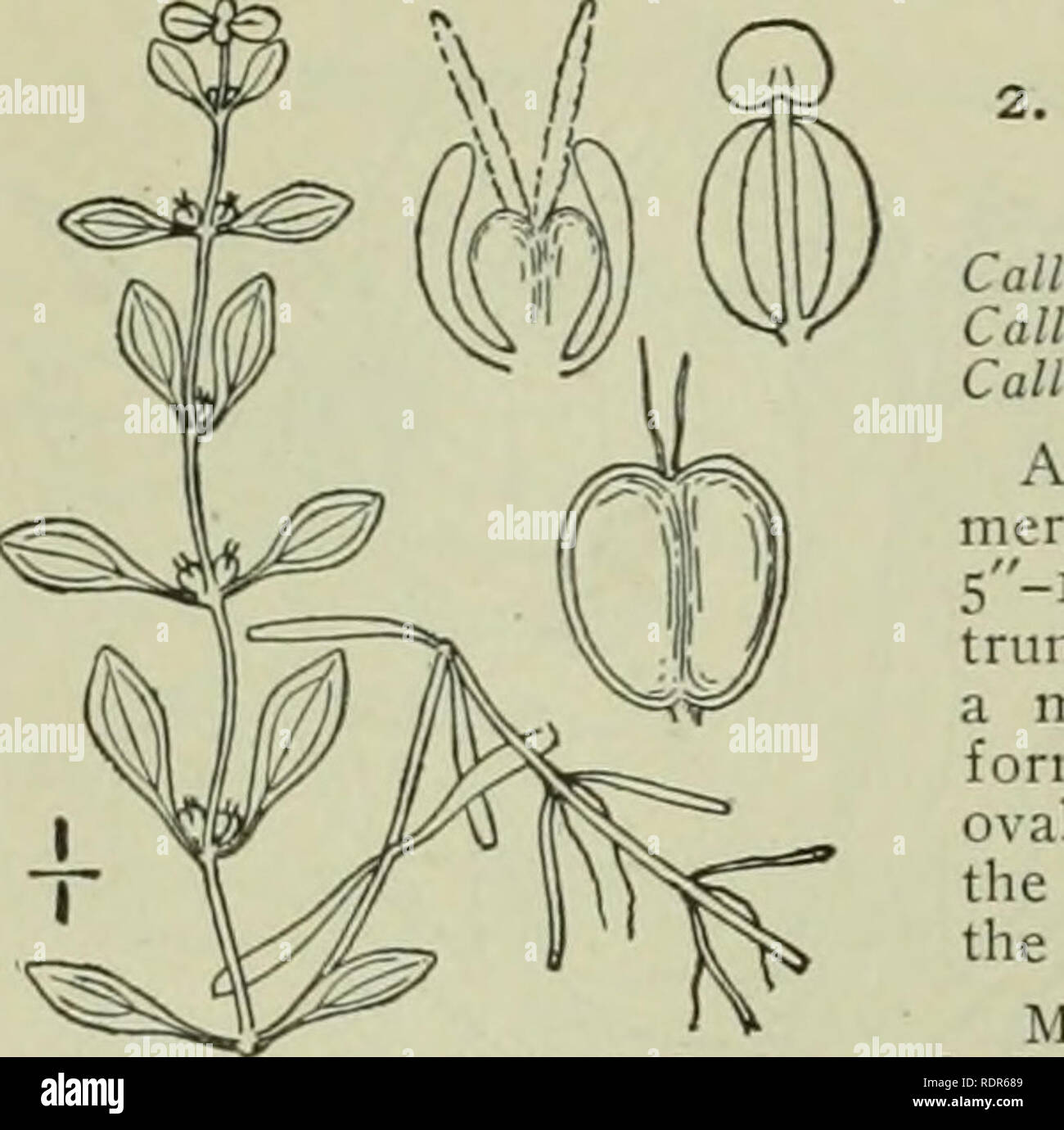 . An illustrated flora of the northern United States, Canada and the British possessions : from Newfoundland to the parallel of the southern boundary of Virginia and from the Atlantic Ocean westward to the 102nd meridian. Botany. 478. CALLITRICHACEAE. Vol. II. Callitriche palustris L. Vernal Water-Star- wort. Water Fennel. Fig. 2770. triclie palustris L. Sp. PI. 969. 1753. triclie verna L. Fl. Suec. Ed. 2. 4. 1755- triche vernalis Koch, Syn. Fl. Germ. Ed. 2. 245. 1837. Aquatic or growing in the mud, stems a'-jo' long. Sub- merged leaves linear, i-nerved, retuse or bifid at the apex, S&quot;-io Stock Photo