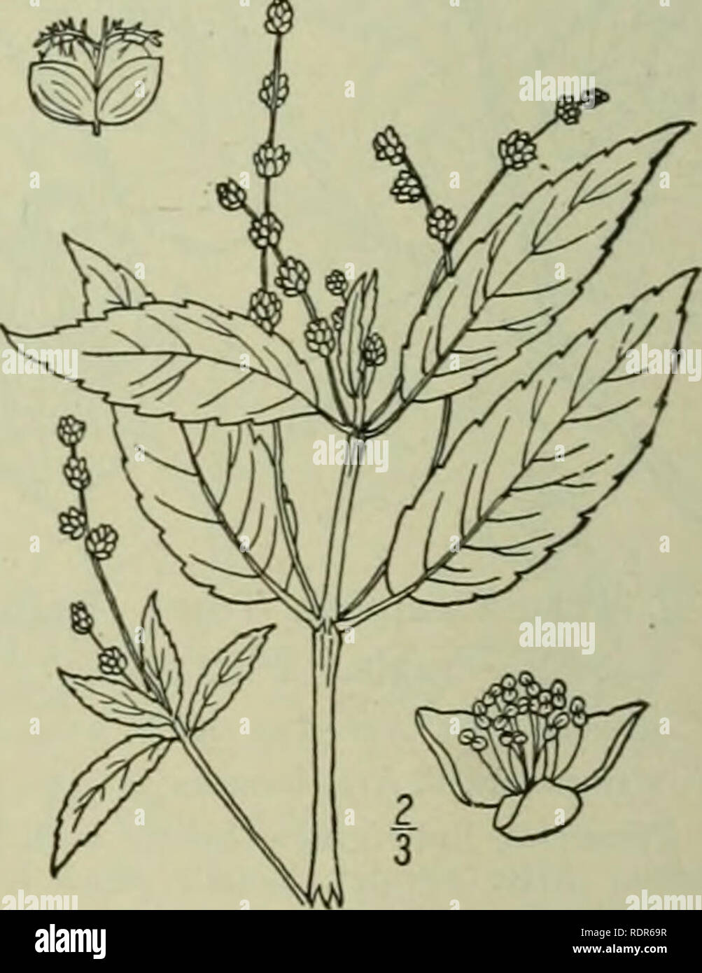 . An illustrated flora of the northern United States, Canada and the British possessions : from Newfoundland to the parallel of the southern boundary of Virginia and from the Atlantic Ocean westward to the 102nd meridian. Botany. EUPHORBIACEAE. 4. Tragia macrocarpa Willd. Twining or Large-fruited Tragia. Fig. 2-J2'/. Tragia cordata Michx. Fl. Bor. Am. 2: 176. 1803. Not Vahl. 1790. Tragia macrocarpa Willd. Sp. PI. 4: 323. 1806. Perennial, twining, slightly hirsute. Stem slender. io'-4i° long, branched; leaves ovate, 2-4*' long, deeply cordate, coarsely dentate-serrate, long-acuminate; pe- tiole Stock Photo