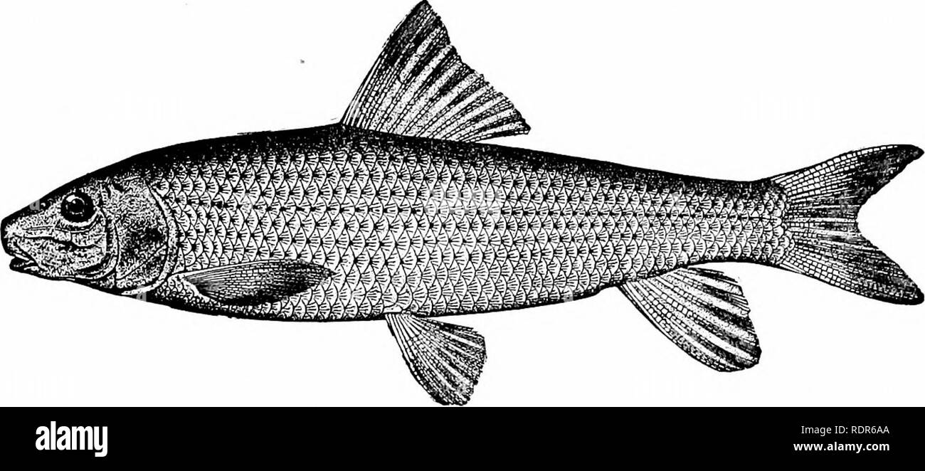 . American food and game fishes : a popular account of all the species found in America north of the Equator, with keys for ready identification, life histories and methods of capture . Fishes; Fishes; Fishes. Chub Sucker '.'V^ â â¢ t ^1 , ^j-, ' ' &lt; ^i Chub Sucker Only one species is known, E. siicetta, the chub sucker or creekfish, which reaches a length of about lo inches and is widely distributed from the Great Lakes and New England south to Texas. Those in the northern part of the range have been regarded as a subspecies, E. suceiia oblongtts. GENUS MINYTREM/I JORDAN This genus may b Stock Photo
