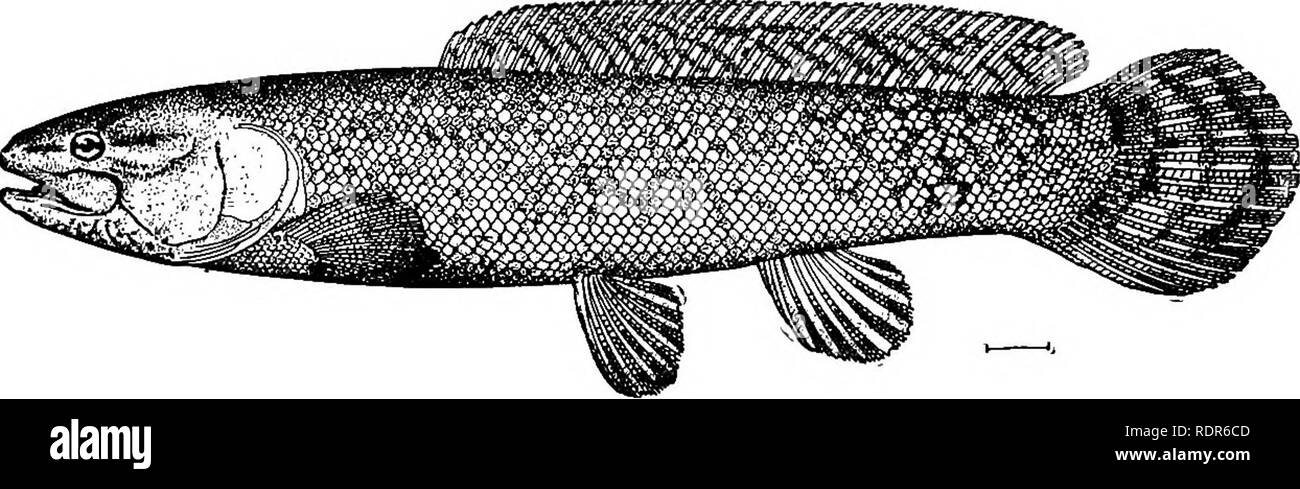 . The fishes of North Carolina . Fishes. 60 FISHES OF NORTH CAROLINA. appears to be no longer applicable, as it was originally given by Gronow to a genus of cardinal-fishes until recently called Apogon. {Amiatus, from amia, an ancient Greek fish name.) 29. AMIATUS 0ALVA (Linneeus). &quot;Blaok-fisli&quot; ; &quot;Grindle&quot;; &quot;Brindle-flsh&quot;; Dog-fish; Mud-fish; Bow-fin. Amia calva 'Linnaeus, Systema Naturae, ed. x, 500,1766; Charleston, South Carolina. Cope, 1870&amp;, 492; Neuse River. Jordan, 18896, 127; Neuse River. Smith, 1893a, 190,193, 198; Pasquotank River, Edenton Bay, Roan Stock Photo