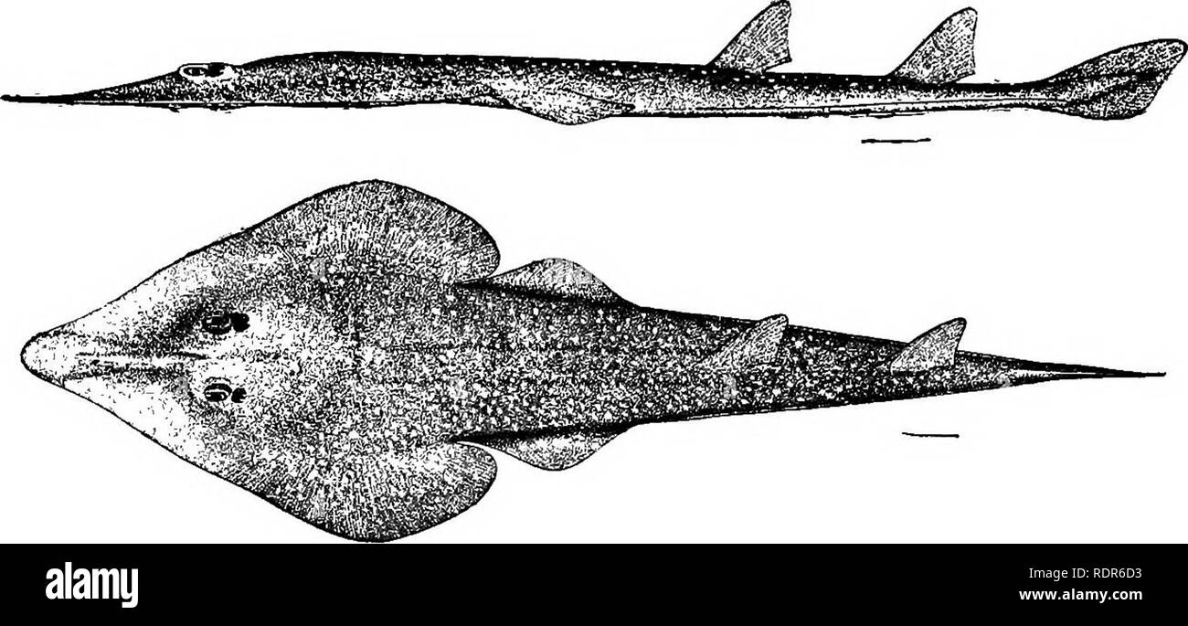. The fishes of North Carolina . Fishes. 40 FISHES OF NORTH CAROLINA. Family RHINOBATIDiE. The Shark-like Rays. Rays resembling sharks, with body long, flat, moderately broad, and grad- ually merging into the long tail; skin nearly smooth, with no conspicuous spines; 2 well developed dorsal fins without spine; rayed part of pectoral fins not connected with snout; caudal fin with a prominent fold of skin on each side. Viviparous fishes of the warm seas, about 5 genera represented on the Atlantic coast. Genus RHIHOBATUS Bloch &amp; Schneider. Guitar-fishes. Body depressed, broad anteriorly, tape Stock Photo