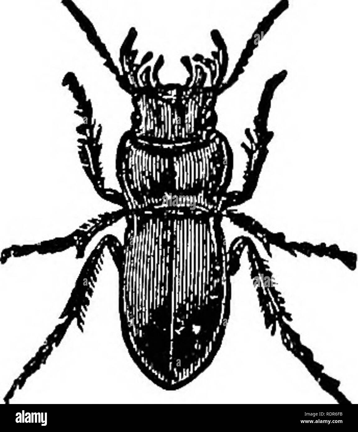 . Injurious insects of the farm and garden. With a chapter on beneficial insects. Insects. OF THE FARM AND OAEDEN. 285 it is equally rapacious and will ascend trees in pursuit of prey, or burrow in the earth after Cut-worms. The Elongated Ground-beetle, Pasimachus elongatus (fig. 166), is another of our handsome carnivorous beetles. Its color is shining black, bordered with deep blue. It is often met with in our gardens, and preys indiscrim- inately upon all soft-bodied larvae—especially upon the larvae of the Colorado Potato-beetle. Several other large predaceous beetles are common in gardens Stock Photo