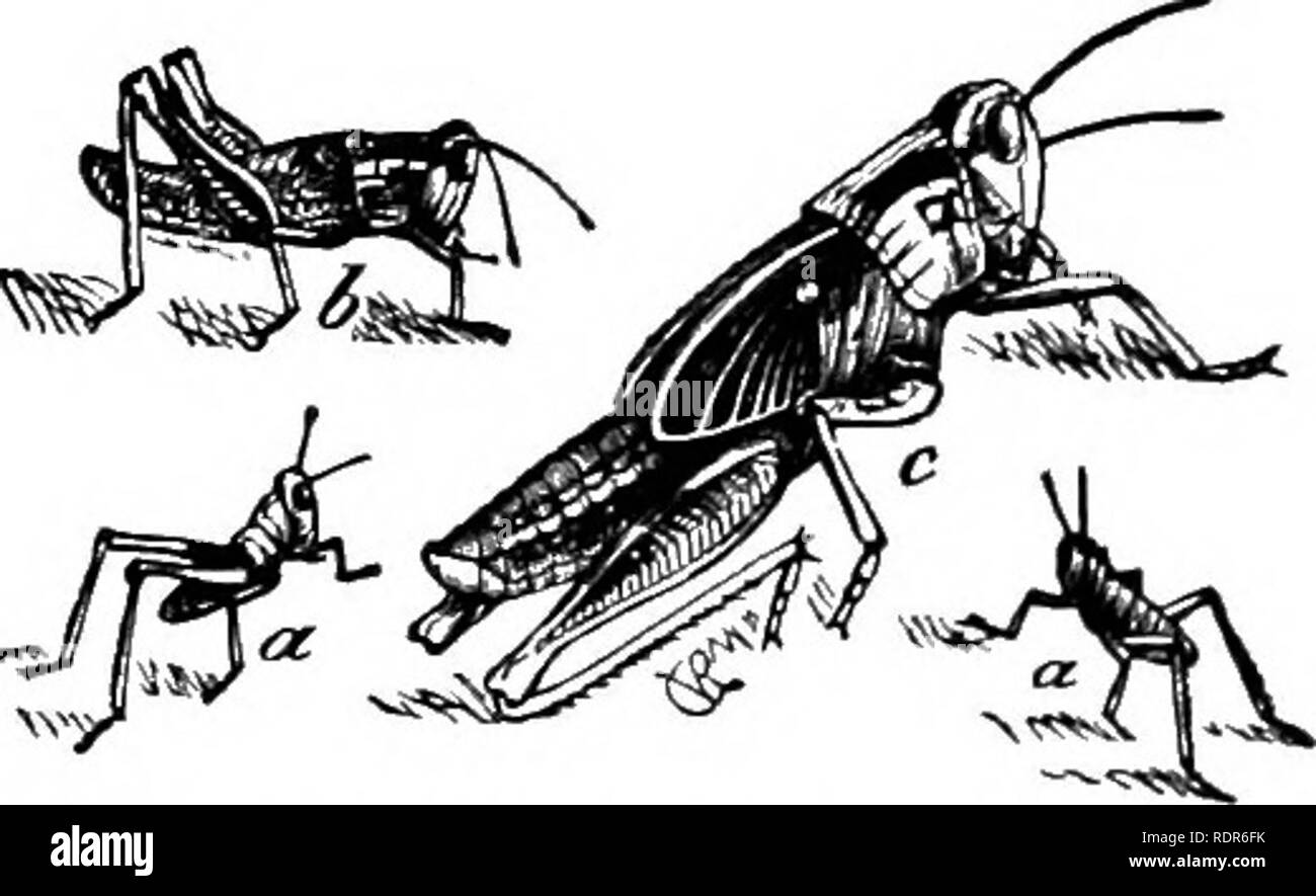 . Injurious insects of the farm and garden. With a chapter on beneficial insects. Insects. 274 INJURIOUS INSECTS then travel during the warmer hours of the day by alter- nately walking and hopping in vast bodies in some given direction. In thus travelling they move at the average rate of about three yards a minute. There are six stages. Fig. 160.—THE LAKV^ AND PUPA OP LOCUST, o, a, Newly-hatclied Larvae; b. Full-grown Larva, c, Pupa of the Locust. of growth, i. e., the locust moults at five different periods. The change at each of these moults is but slight, and the wing-pads are first distinc Stock Photo