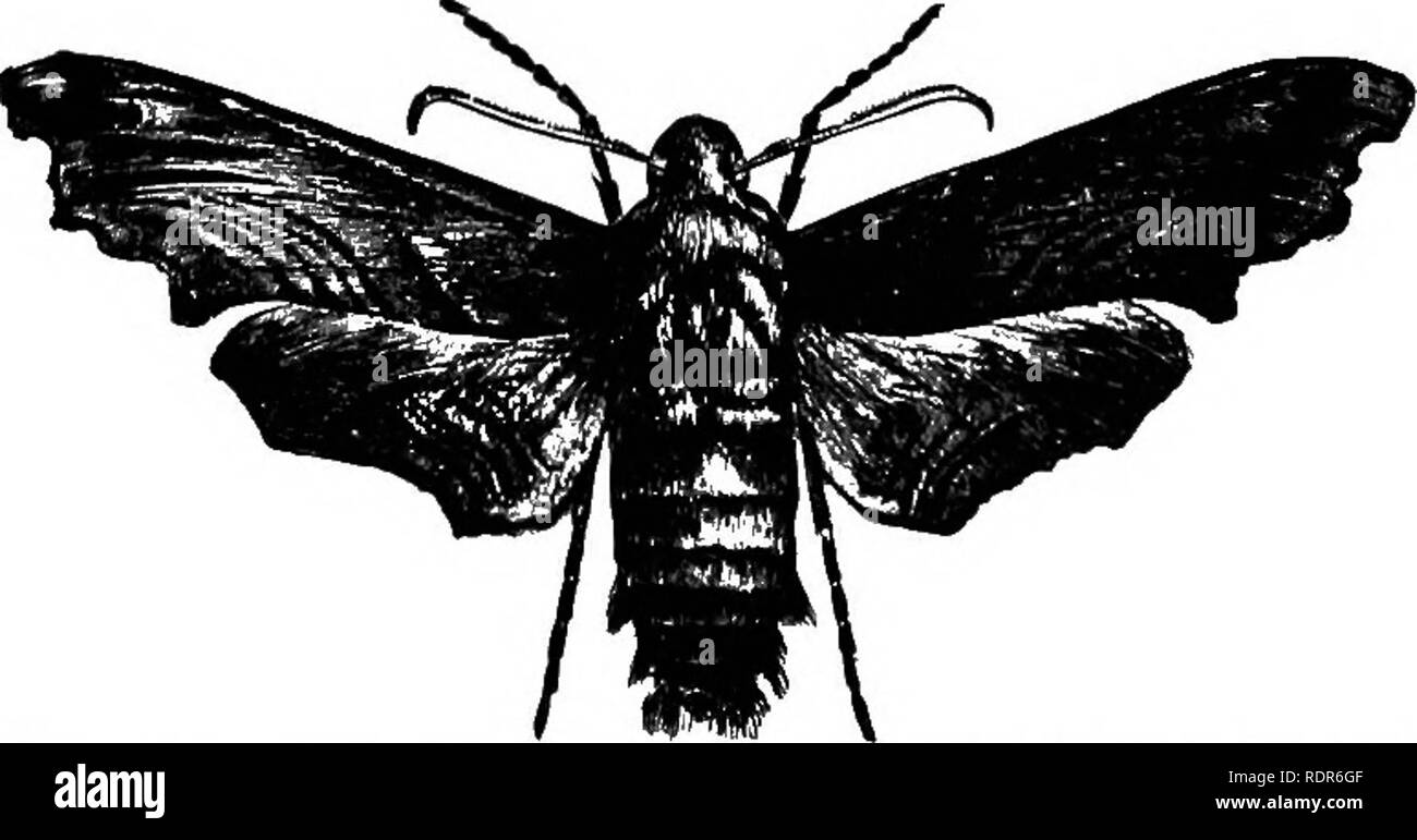 Sphinx Moths Black And White Stock Photos Images Alamy