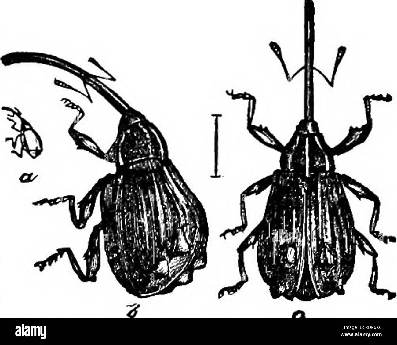 Injurious Insects Of The Farm And Garden With A Chapter On Beneficial Insects Insects Of The Farm And Gaeden 165 The Apple Curculio Anthonomus Quadrigibbus Say Some Have Stated That The