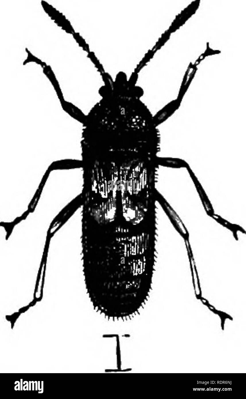. Injurious insects of the farm and garden. With a chapter on beneficial insects. Insects. Fig. 79.—CHINOH-BUa. Fig. 80.—SHORT-WINGED CHIMOH-BDQ. color when first laid, but subsequently assuming a red- dish color from the young larva showing through the transparent shell. As the mother Chinch-bug has to work her way under ground in the spring of the year, in order to get at the roots upon which she proposes to lay her eggs, it becomes evident at once, that the looser the soil is at this time of the year the greater the facilities which are offered for the operation. Hence the great ad- vantage Stock Photo