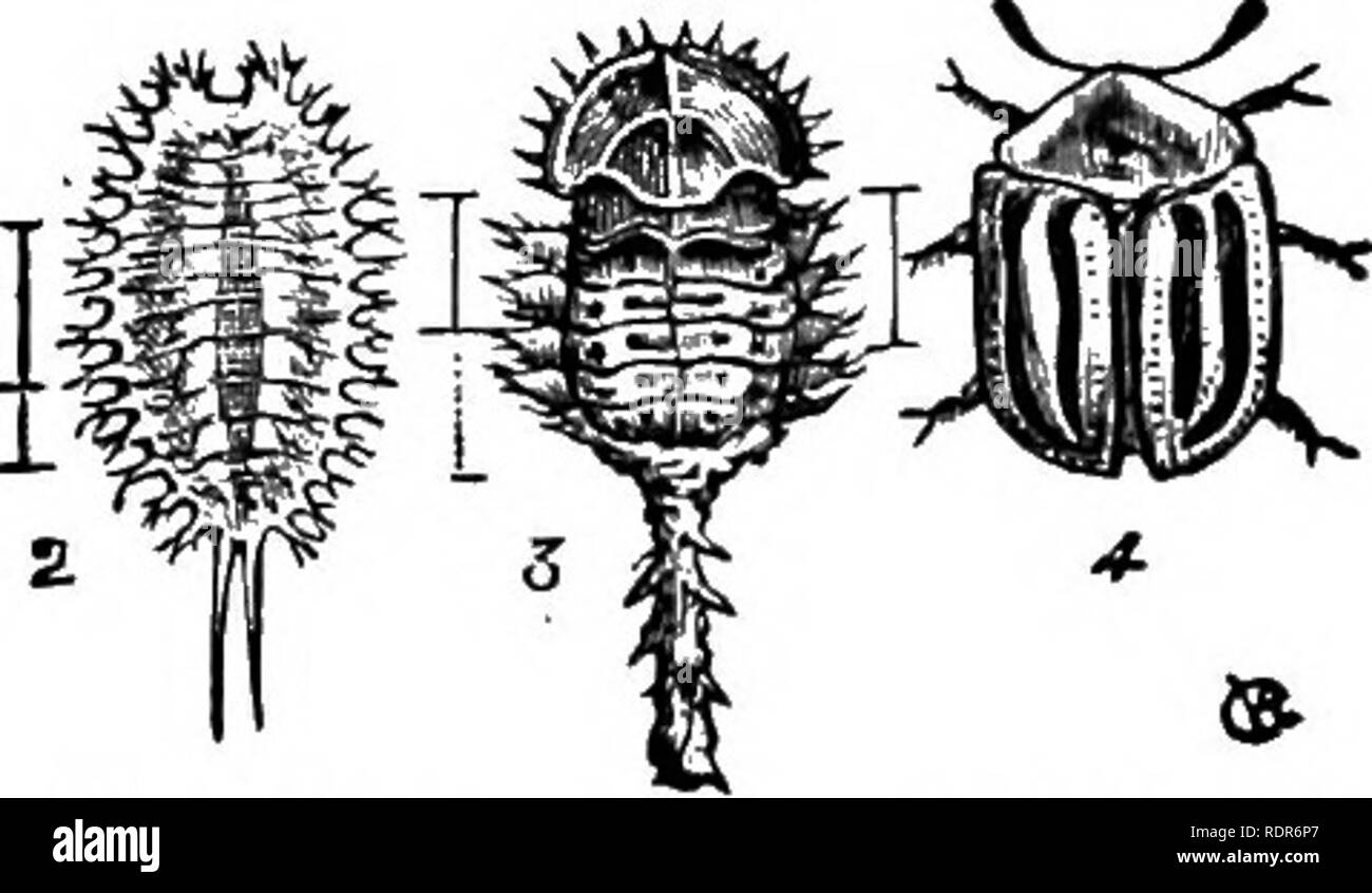 . Injurious insects of the farm and garden. With a chapter on beneficial insects. Insects. Fig. 70.—TWO-STKIPED TORTOISE-BKETLE. Larva, natural size. Fig. Tl.—TWO-STBIPED TOKTOI8B- JIEETLE. 2, Larva; 3, Pupa; 4, Beetle. color, the narrow whitish tail, which still adheres pos- teriorly being significant of the species. (See fig. 71, 3.) The beetle (fig. 71, 4), is of a pale yellow, striped with black, and though broader and vastly different scientif- ically, still bears a general resemblance to the common Striped Cucumber-beetle {Dialrotica vittata, Fabr.) THE GOLDEN TORTOISE-BEETLE. {Cassida a Stock Photo