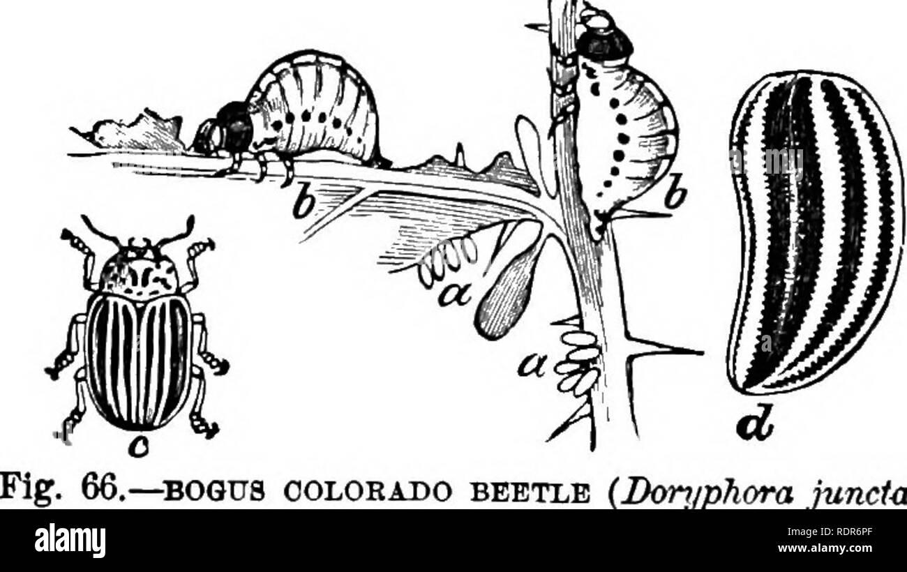 . Injurious insects of the farm and garden. With a chapter on beneficial insects. Insects. 98 INJURIOUS INSECTS especially the Horse-uettle {Solanum Carolinense), a very common weed throughout the Middle and Southern States. Both the larva and mature insect of this Bogus Potato-beetle resemble the genuine; but upon a close examination, a very marked difference may be discovered. The most prominent distinctive characteristics observed in the nearly mature larvffl are as follows: In the true or D. 10-lineata the sides are ornamented with two rows of black dots, and the head is black; while in jn Stock Photo