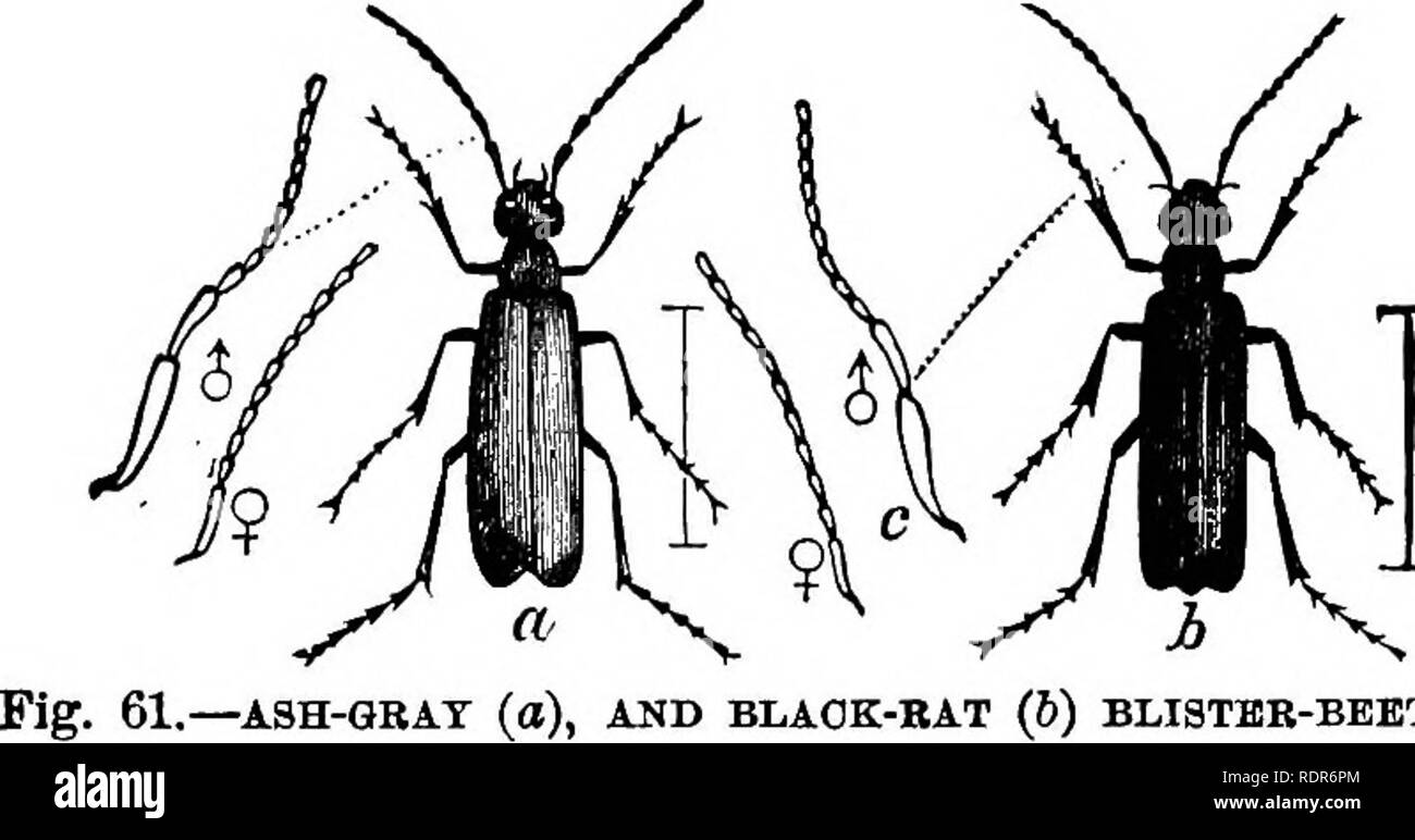 . Injurious insects of the farm and garden. With a chapter on beneficial insects. Insects. OF THE FAEM AKD GARDEN. 91 given it by the presence upon its body of minute ash-gray scales or short hairs, and whenever these are rubbed off, which hapjDens almost as readily as on the wings of a but- terfly, the original black color appears. It attacks not only potato vines, but also Honey-locusts, and especially the English and Windsor bean. In one particular year, we hiive known them, in conjunction with about equal numbers of the common Rose-bug {Macrodadylus sub- spinosus, Linn.), to swarm upon eve Stock Photo
