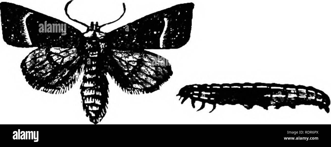 . Injurious insects of the farm and garden. With a chapter on beneficial insects. Insects. 84 INJUKIOUS INSECTS pensation, we suppose, it is particularly partial to the stem of the common Cocklebur [Xanthium, strumarium); and if it would only confine itself to such noxious weeds as this, it might be considered as a friend instead of an enemy. Fourteen years ago it was more numerous than usual, and we noticed it to be particularly abundant along the Iron Mountain and Pacific roads in Missouri. The larva of the Stalk Borer moth leaves the stalk in which it has burrowed the latter part of July, a Stock Photo