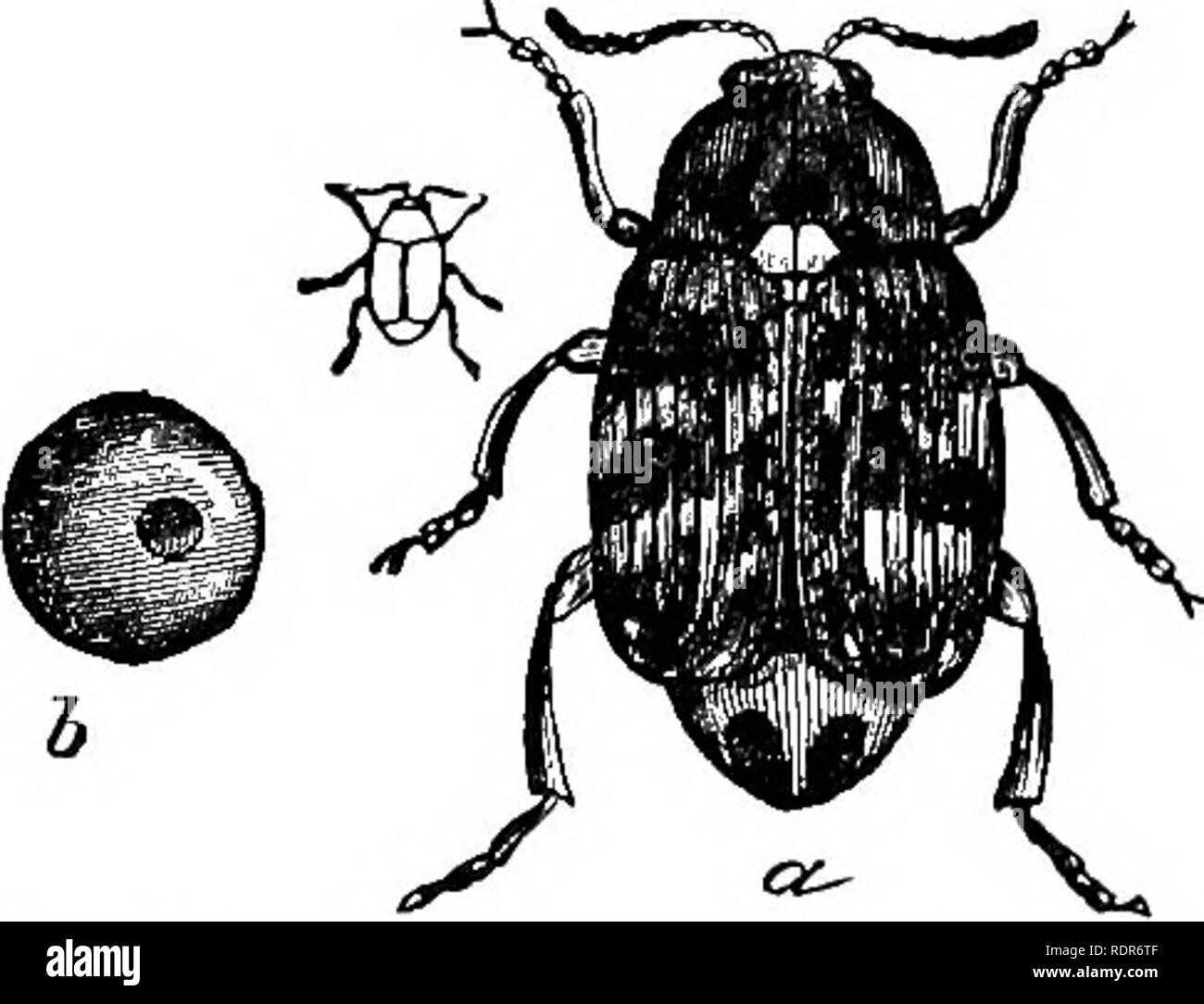 . Injurious insects of the farm and garden. With a chapter on beneficial insects. Insects. OP THE FARM ASTD GAEDBN. 67 showing a back view, and (fig. 37), a side view, the small outlines at the sides showing the natural size, is easily distinguished from all other species of the genus with which we are troubled, by its larger size, and by having on the tip of the abdomen, projecting from the wing-covers, two dark oval spots, which cause the remaining white portion to look something like the letter T. It is about 0.18—0.20 inch long, and its general color is rusty-black, with more or less white Stock Photo