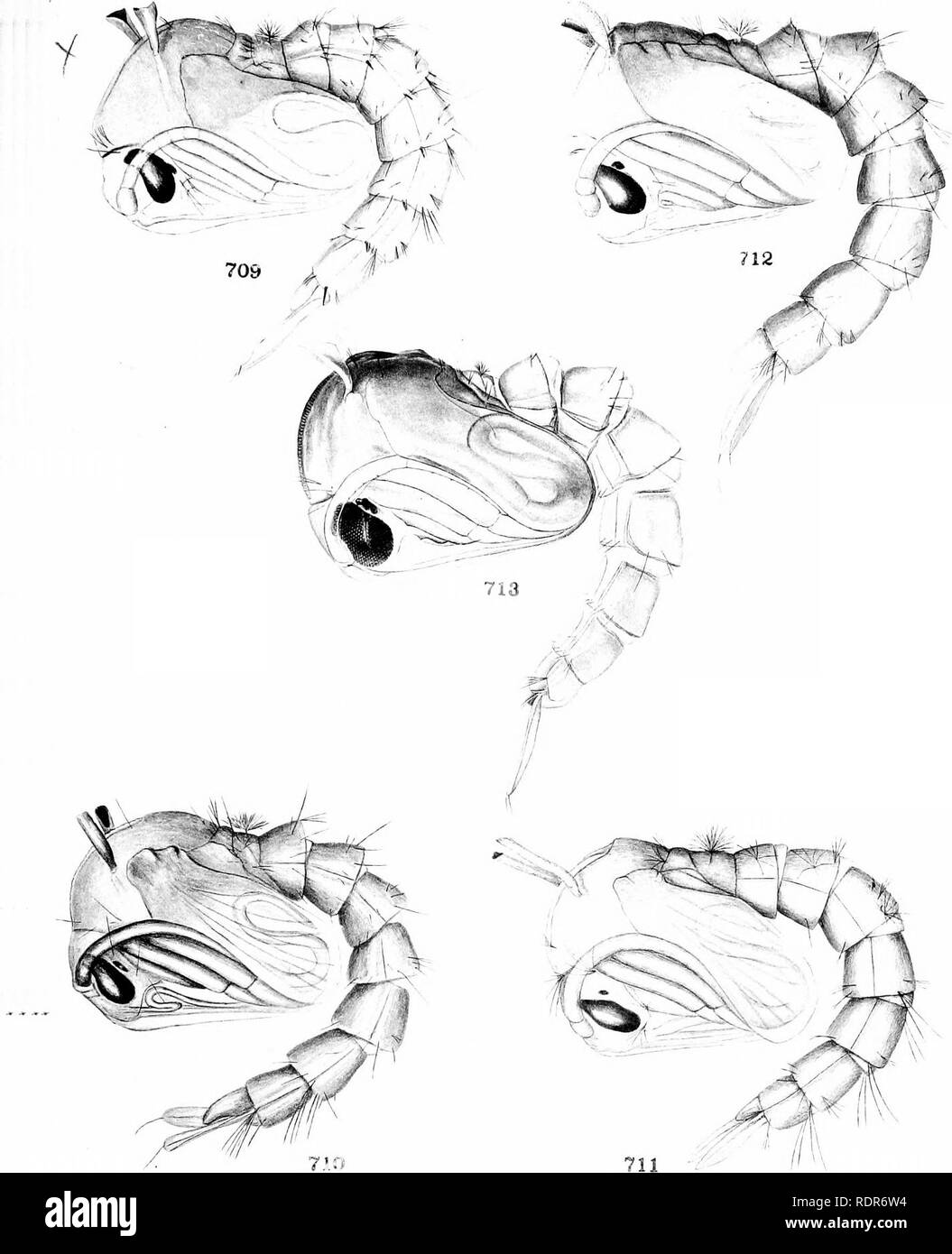 . The mosquitoes of North and Central America and the West Indies. Mosquitoes. PUBLICATION 159 PLATE 150. Pupa: 709. Anopheles punctipennis Say. 711. Uranotenia sapphirinus Osten Sacken. 710. Aedes mediovittata Coqmllett. 712. Aedes atropalpus Coquillett. 713. Aedes calopus Meigen.. Please note that these images are extracted from scanned page images that may have been digitally enhanced for readability - coloration and appearance of these illustrations may not perfectly resemble the original work.. Howard, L. O. (Leland Ossian), 1857-1950; Dyar, Harrison G. (Harrison Gray), 1866-1929, joint a Stock Photo