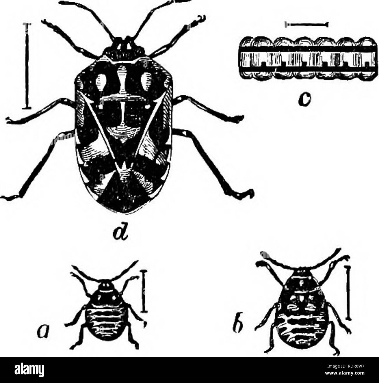 . Injurious insects of the farm and garden. With a chapter on beneficial insects. Insects. OE THE FABM AND GABDEN. 39 county, Texas, and were printed in the &quot; Practical En- tomologist&quot; (vol. I, p. 110). His remarks are to the following effect: &quot;The year before last they got into my garden, and utterly destroyed my cabbage, radishes, mustard, seed turnips, and every other cruciform plant. Last year I did not set any of that order of plants in my garden. But the present year, thinking they had probably left the premises, I planted my garden with radishes, mustard, and a variety of Stock Photo