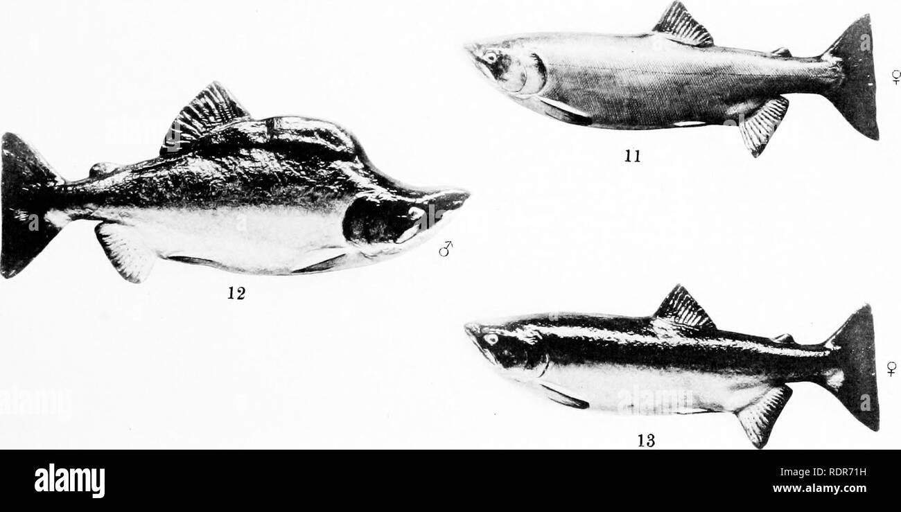 . Check list of the fishes of the Dominion of Canada and Newfoundland. Fishes; Fishes. . Please note that these images are extracted from scanned page images that may have been digitally enhanced for readability - coloration and appearance of these illustrations may not perfectly resemble the original work.. Halkett, Andrew. Ottawa, Printed by C. H. Parmelee Stock Photo