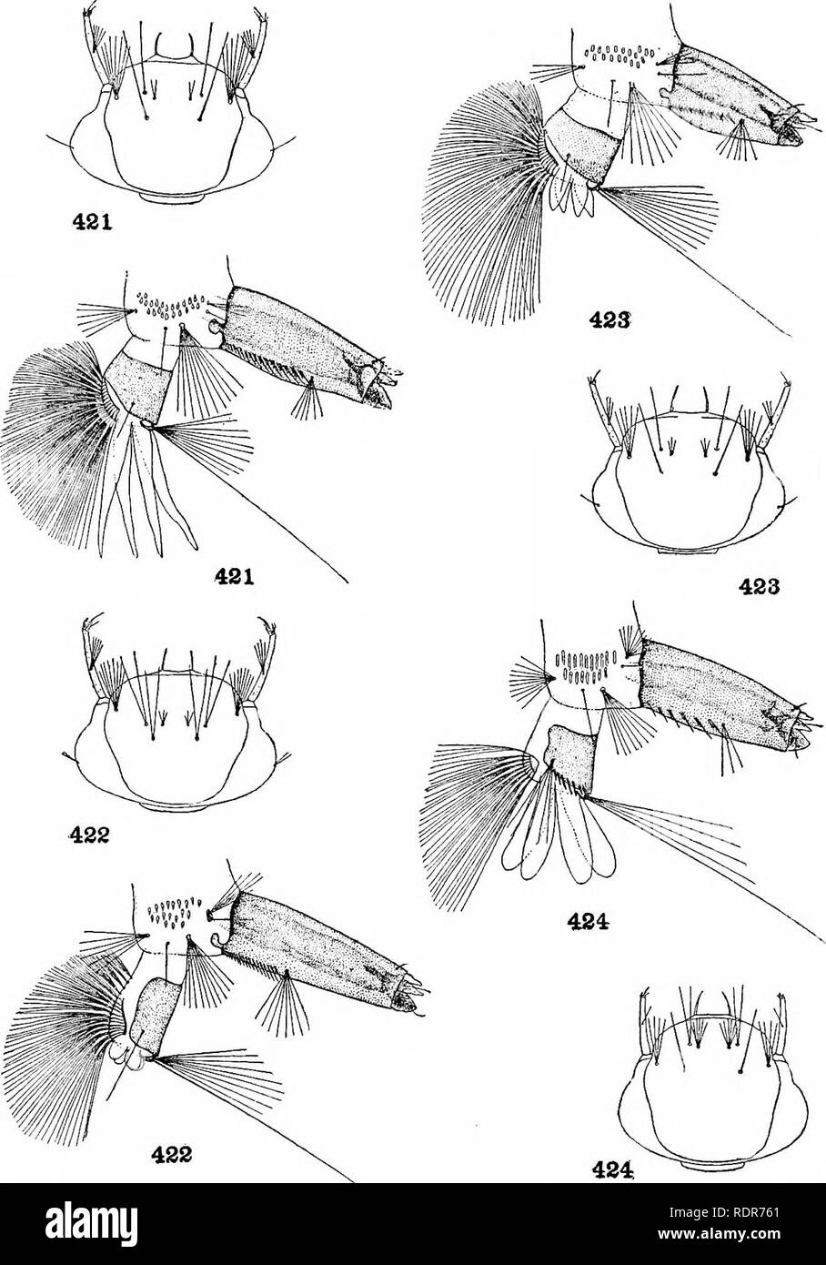 . The mosquitoes of North and Central America and the West Indies. Mosquitoes. PUBLICATION 159 PLATE 122. DETAILS OF LARVAE. 421. Aedes euplocamus Dyar &amp; Knab. 422. Aedes squamiger Coquillett. 423. Aedes niger Giles. 424. Aedes busckii Coquillett.. Please note that these images are extracted from scanned page images that may have been digitally enhanced for readability - coloration and appearance of these illustrations may not perfectly resemble the original work.. Howard, L. O. (Leland Ossian), 1857-1950; Dyar, Harrison G. (Harrison Gray), 1866-1929, joint author; Knab, Frederick, 1865- j Stock Photo