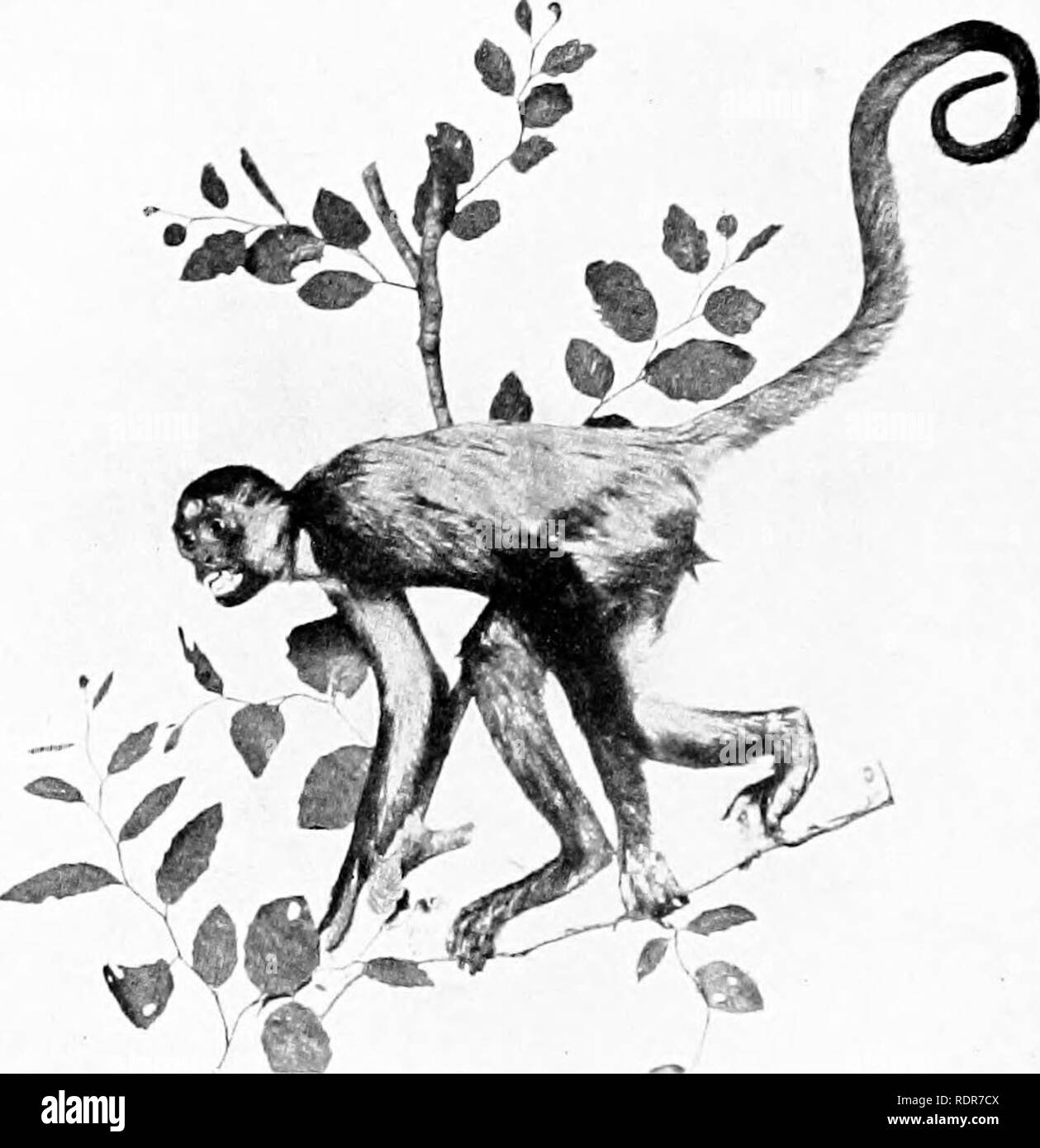 When compared to other monkeys Black and White Stock Photos & Images
