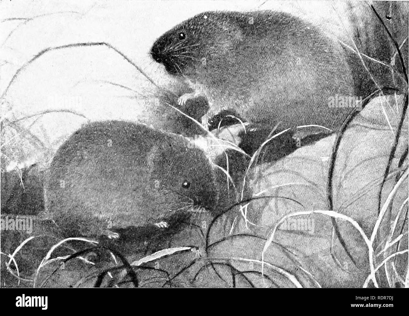 . Principles of economic zoo?logy. Zoology, Economic. MAMMALIA 353 be the smallest British quadruped, except the lesser shrews. It is 2| inches long without the tail, which is the same length. The water rats, or voles, represent another genus, also the meadow mice or &quot;field mice&quot; (Microlus) (Fig. 285). The typical field mouse is a &quot;short-eared, short-tailed, thicli- set&quot; little creature 4J inches long, with a tail IJ inches long. It, is brown above and white or grayish below. It is found from the Atlantic to the Dakotas. It feeds on grass, roots, and grain. In severe winter Stock Photo