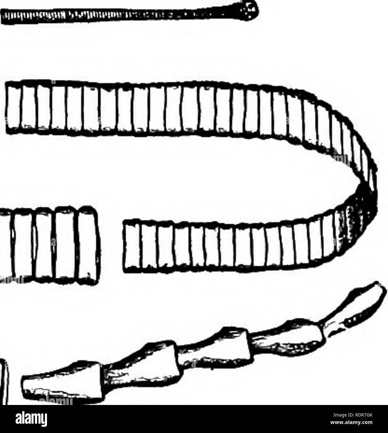 . Principles of economic zooÌ¤logy. Zoology, Economic. Fig. 2 nia sagina'ta. (Eichhorst.) Segments.âThe remainder of the tapeworm, except a short portion immediately posterior to the head, is made up of a series of segments or â proglottides, the number of which varies in differ- ent species. In Taenia solium there are about eight hundred and fifty segments, while in the smaller species there are three or four hundred, and in the larger species, several thousand. These segments or proglottides are derived from the head liy a kind of budding. Thus it is that so long as the head remains the tape Stock Photo