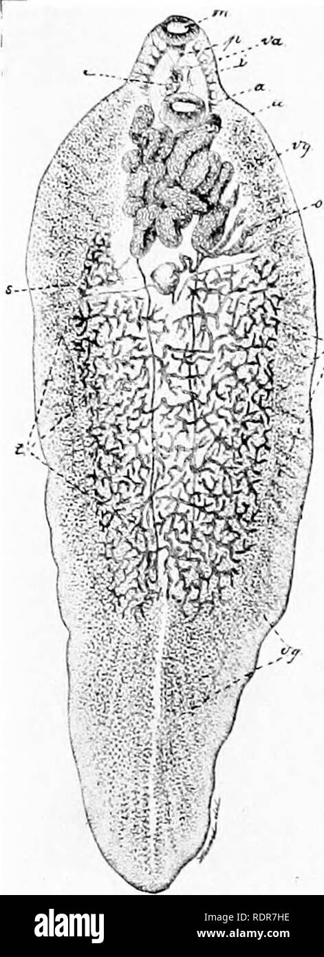 https www alamy com principles of economic zoology zoology economic trematoda class 11 trematoda the class trematoda is comprised of worms either internally or externally parasitic the body is usually thicker than that of the turbellarians the form is usually leaf like though it is sometimes elon gated the anterior end is distinguished by the arrange ment of suckers and in some of the external parasites by eyes fig 23the common liver fiuke fasciola hepatim enlarged to show the anatomic characters ac acetab ulum c p cirrus pouch t intestinal ceca m mouth with oral sucker ov o image232236186 html