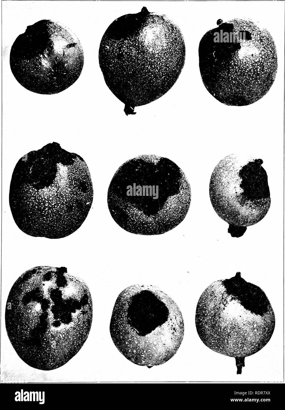 . Bacteria in relation to plant diseases. Bacteriology; Plant diseases. PLATE 2]. Walnut disease. Bacterial black spot of the Persian walnut (Juglans regia). more commonly known as the English walnut. Half-developed green h-uits from an orchard in California, showing the badly spotted epicarp ; spots due to Bacterium juglandis (Pierce). Leaves and shoots are also subject to this disease, which has become serious in Southern California, where large quantities of these nuts are grown for market. The attacked parts are conspicuously blackened as if charred. The numerous small white spots show the Stock Photo