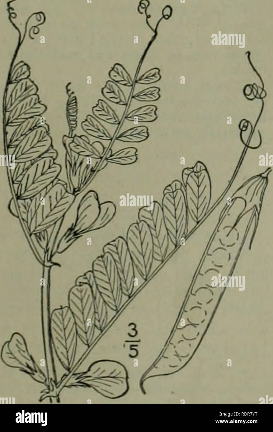 . An illustrated flora of the northern United States, Canada and the British possessions : from Newfoundland to the parallel of the southern boundary of Virginia and from the Atlantic Ocean westward to the 102nd meridian. Botany. Vicia hirsuta (L.) Koch. Hairy Vetch or Tare. Tineweed. Fig. 2620. Ervum hirsntum L. Sp. PI. 738. I753. V. Mitchelli Raf. Prec. Decouv. 37. 1814. V. hirsuta Koch, Syn. Fl. Germ. 191. 1837. Sparingly pubescent, or glabrous, an- nual, much resembling the preceding species. Stipules linear, long-auriculate and sometimes toothed; leaves nearly sessile; leaflets 12-14, obl Stock Photo