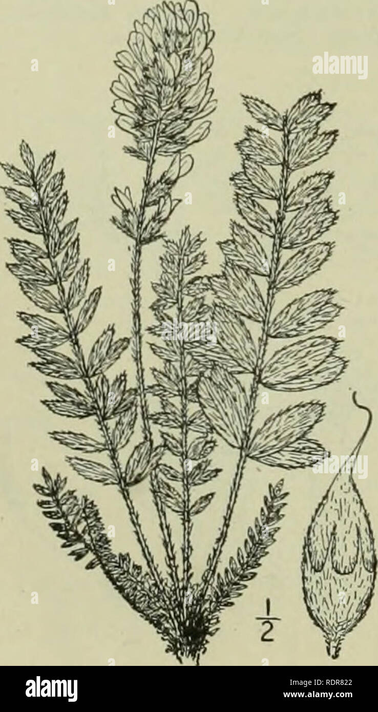 . An illustrated flora of the northern United States, Canada and the British possessions : from Newfoundland to the parallel of the southern boundary of Virginia and from the Atlantic Ocean westward to the 102nd meridian. Botany. 4- Oxytropis campestris (L.) DC. Yellow or Field Oxytrope. Pig. 2565. Astragalus campestris L. Sp. PI. 761. 1753. Oxytropis campestris DC. Astrag. 74. 1802. O. campestris coerulea Koch. Syn. 181. 1838. Spiesia campestris Kuntze, Rev. Gen. PI. 206. 1891. O. campestris johanneiisis Fernald, Rhodora 1: 88. 1899. Aragallus johannensis Heller, Cat. N. A. PI. Ed. 2, 7. 1900 Stock Photo