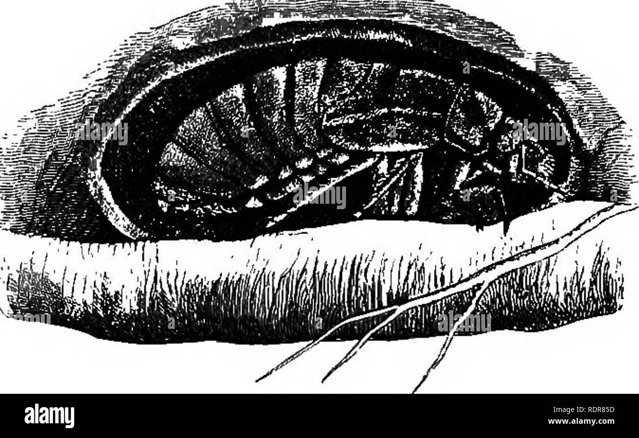 Burrowing insect Black and White Stock Photos & Images - Alamy