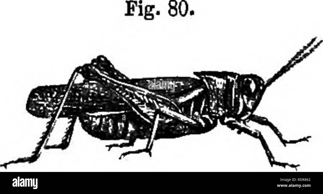 . A treatise on some of the insects injurious to vegetation . Insect pests. 174 OETHOPTEEA. most shanks and feet blood-red, the spines tipped with black; wings transparent, faintly tinged with pale green, and netted with greenish-brown lines. The abdomen of the male is very obtuse and curves upwards at the end, and is furnished, on each side of the tip, with a rather large oblong square appendage, which has a little projecting angle in the middle of the lower side. Length, to tip of the abdomen, from 1 inch to li; expands from l£ inch to 2 inches. This and the following species probably belong Stock Photo